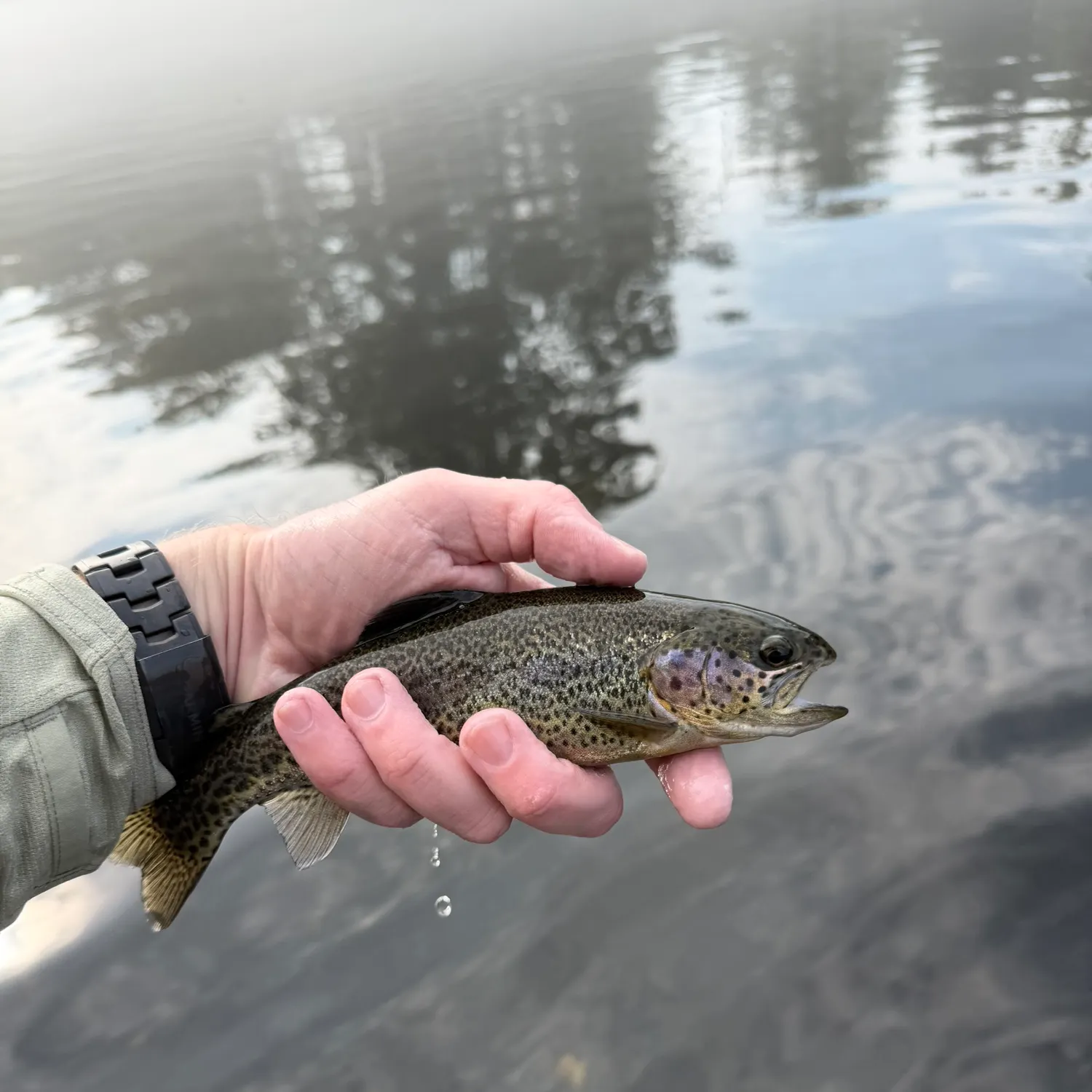 Rainbow trout caught on Fishbrain