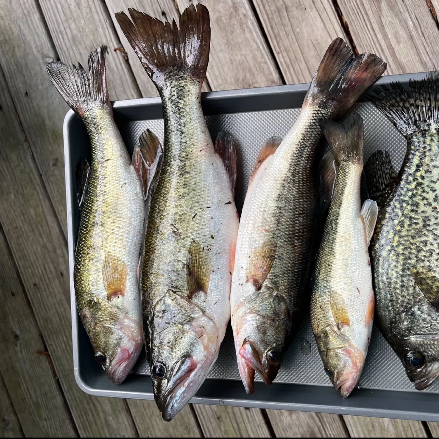 recently logged catches