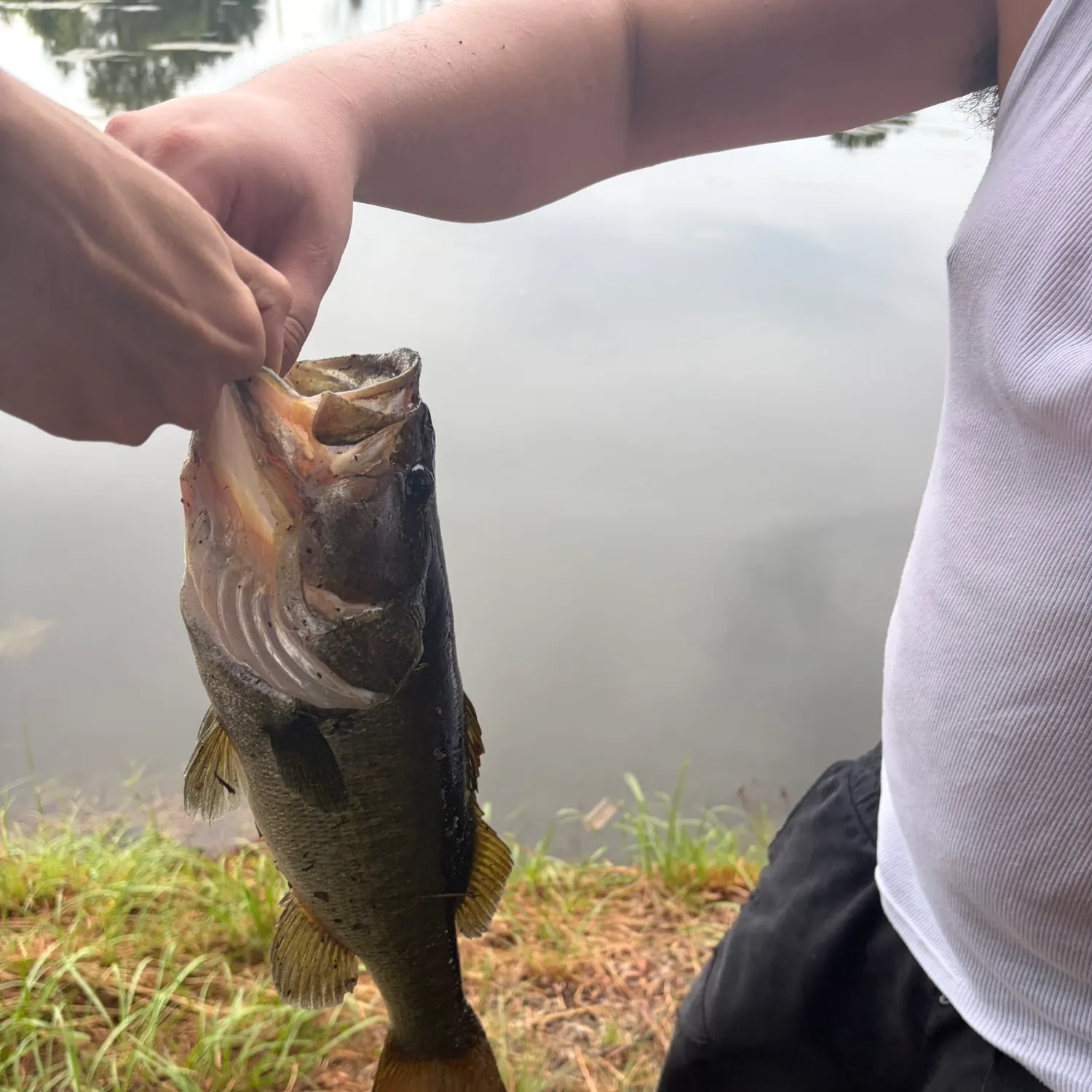 Fish caught on Fishbrain