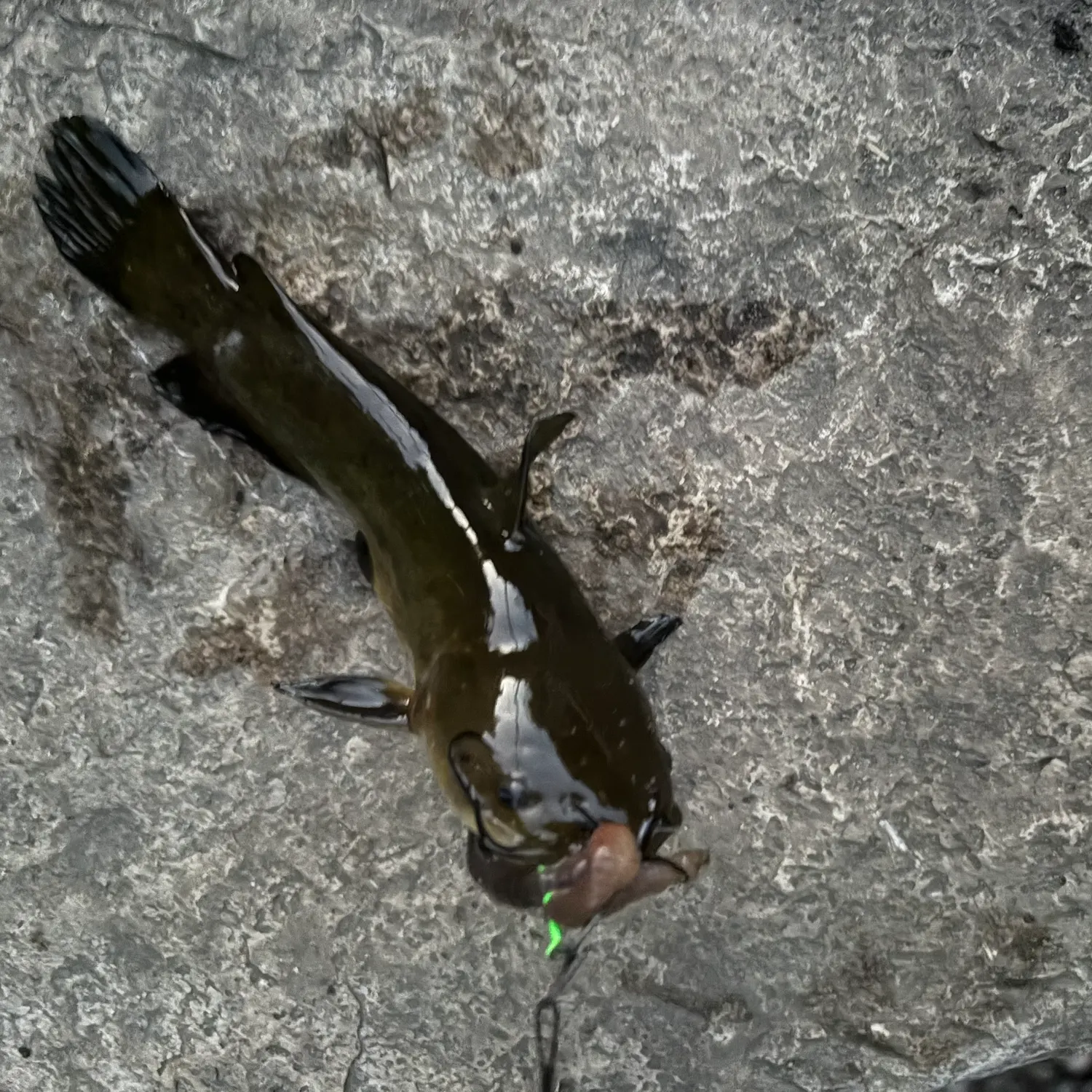 Black bullhead caught on Fishbrain