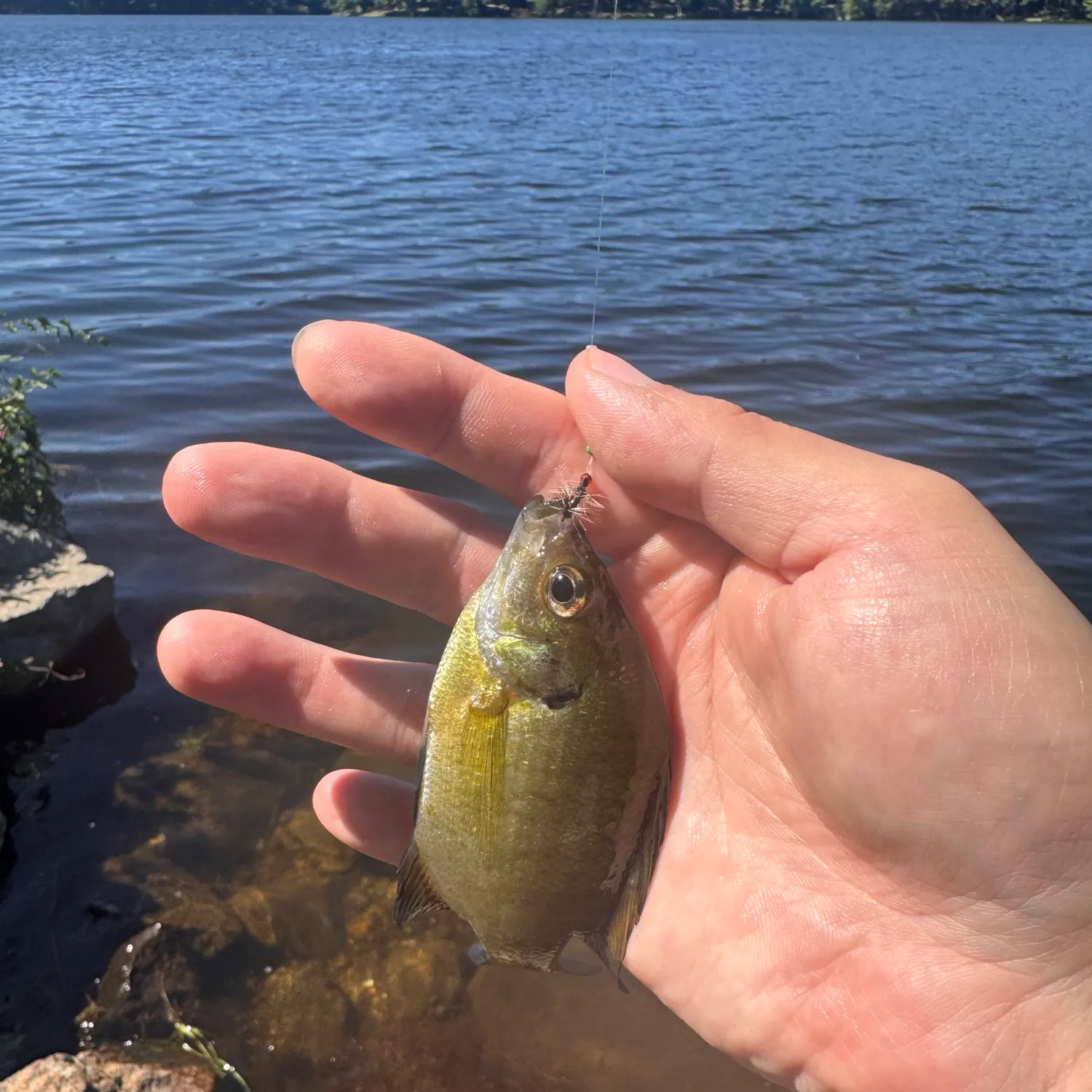 Bluegill caught on Fishbrain