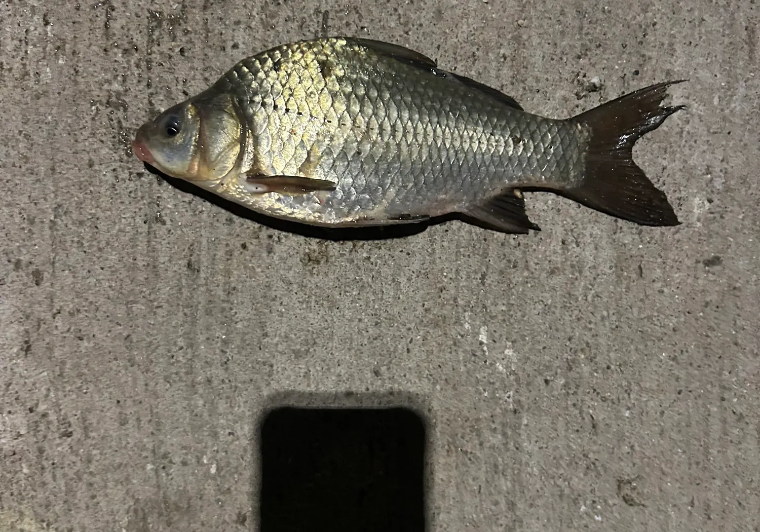 Japanese white crucian carp