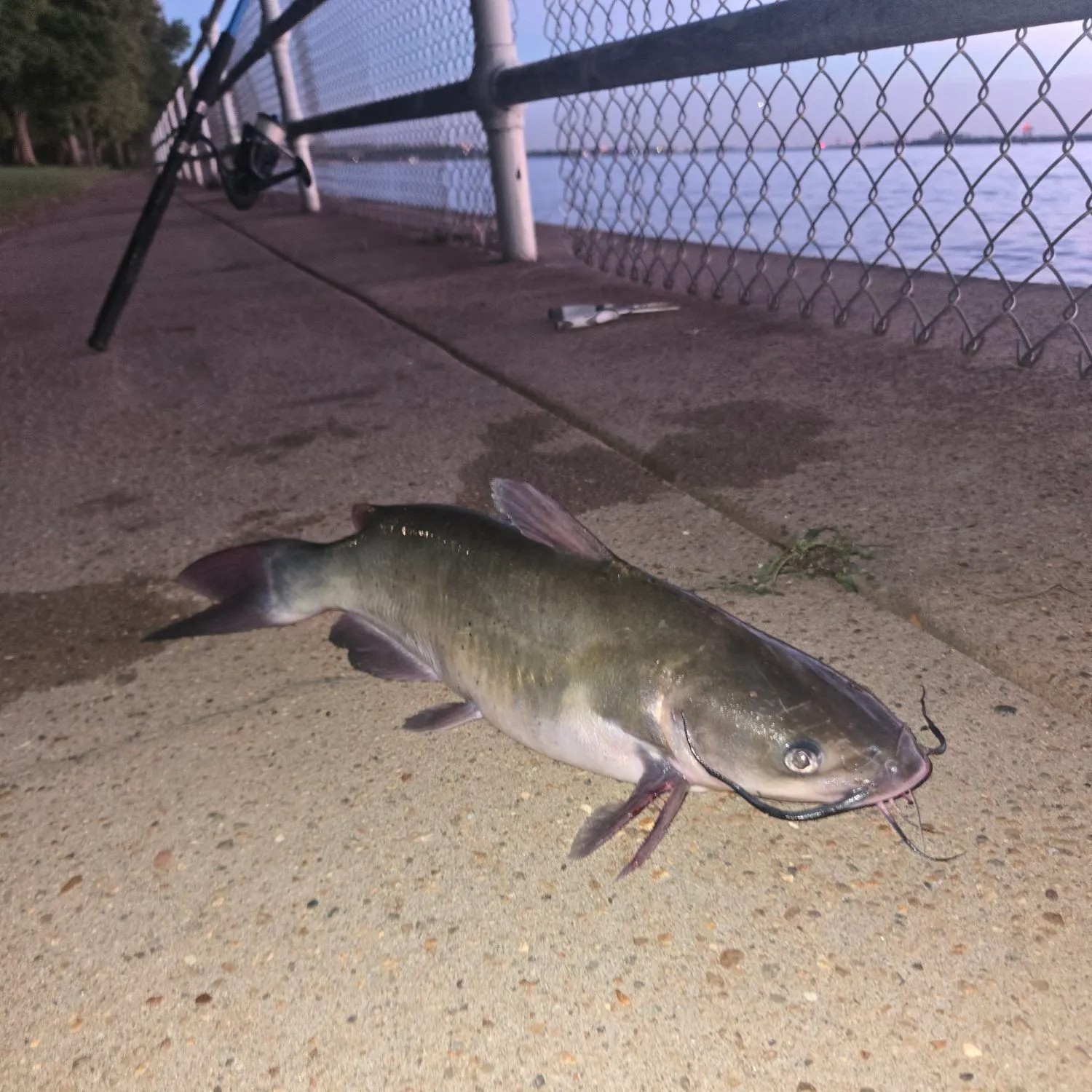 Channel catfish caught on Fishbrain