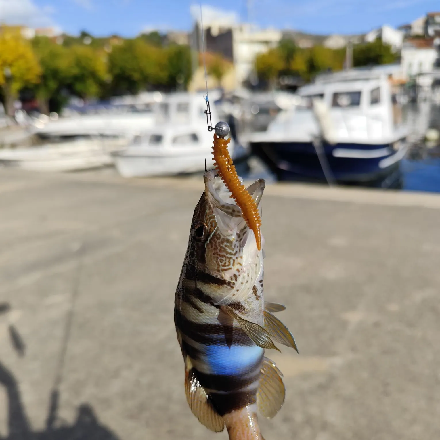 The most recent Painted comber catches on Fishbrain