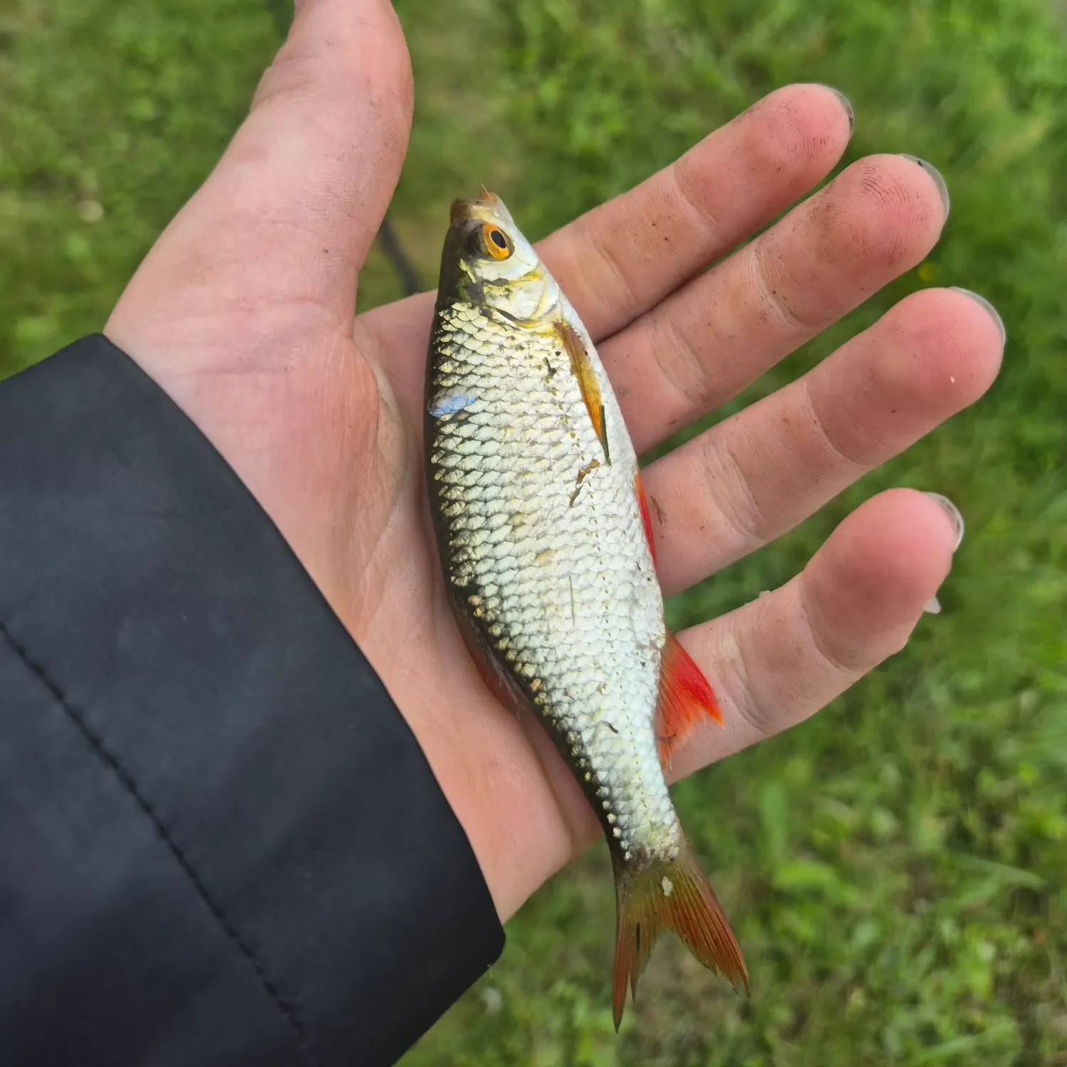 Fish caught on Fishbrain