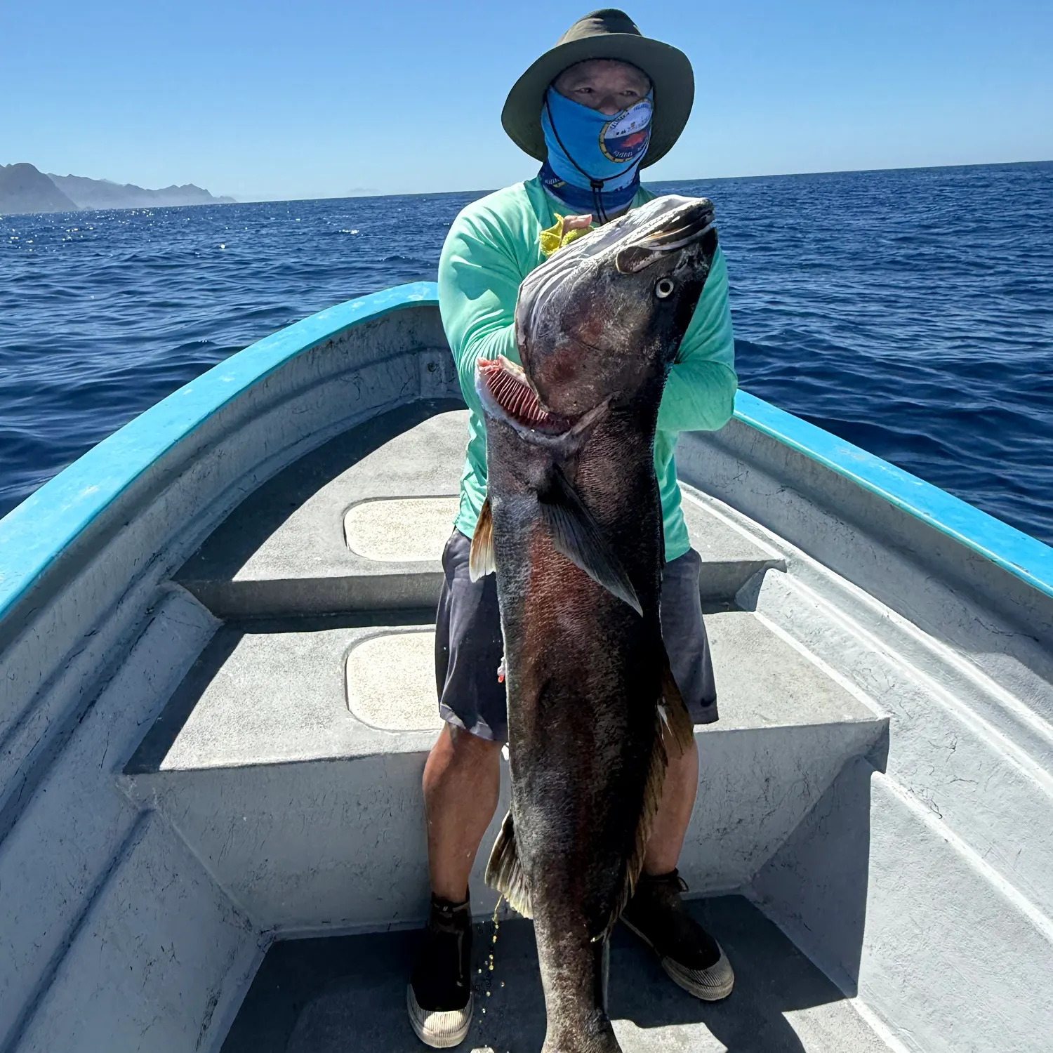 White seabass caught on Fishbrain