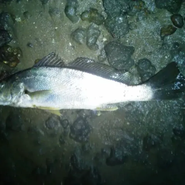 Japanese meagre caught on Fishbrain