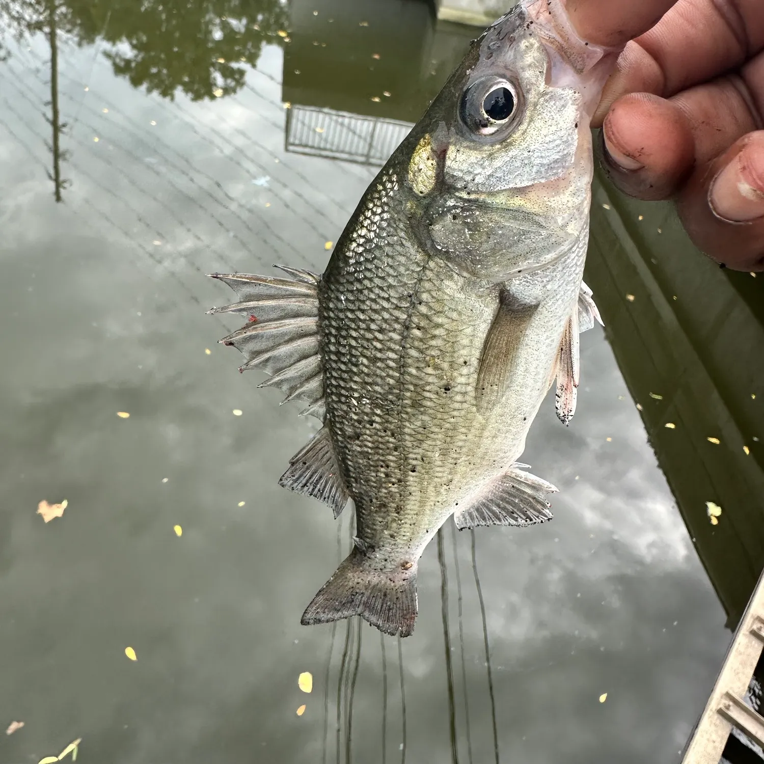 White perch caught on Fishbrain