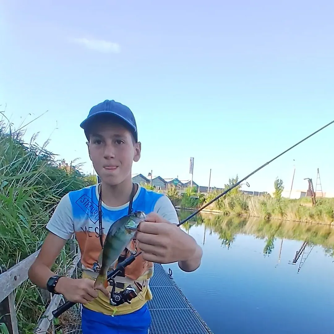European perch caught on Fishbrain