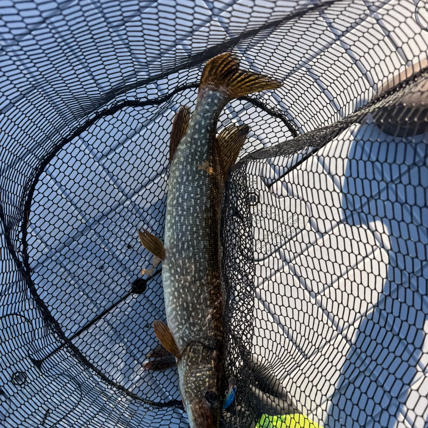 Northern pike caught on Fishbrain