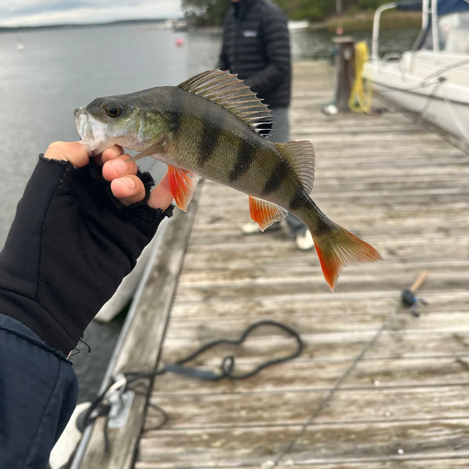 European perch caught on Fishbrain