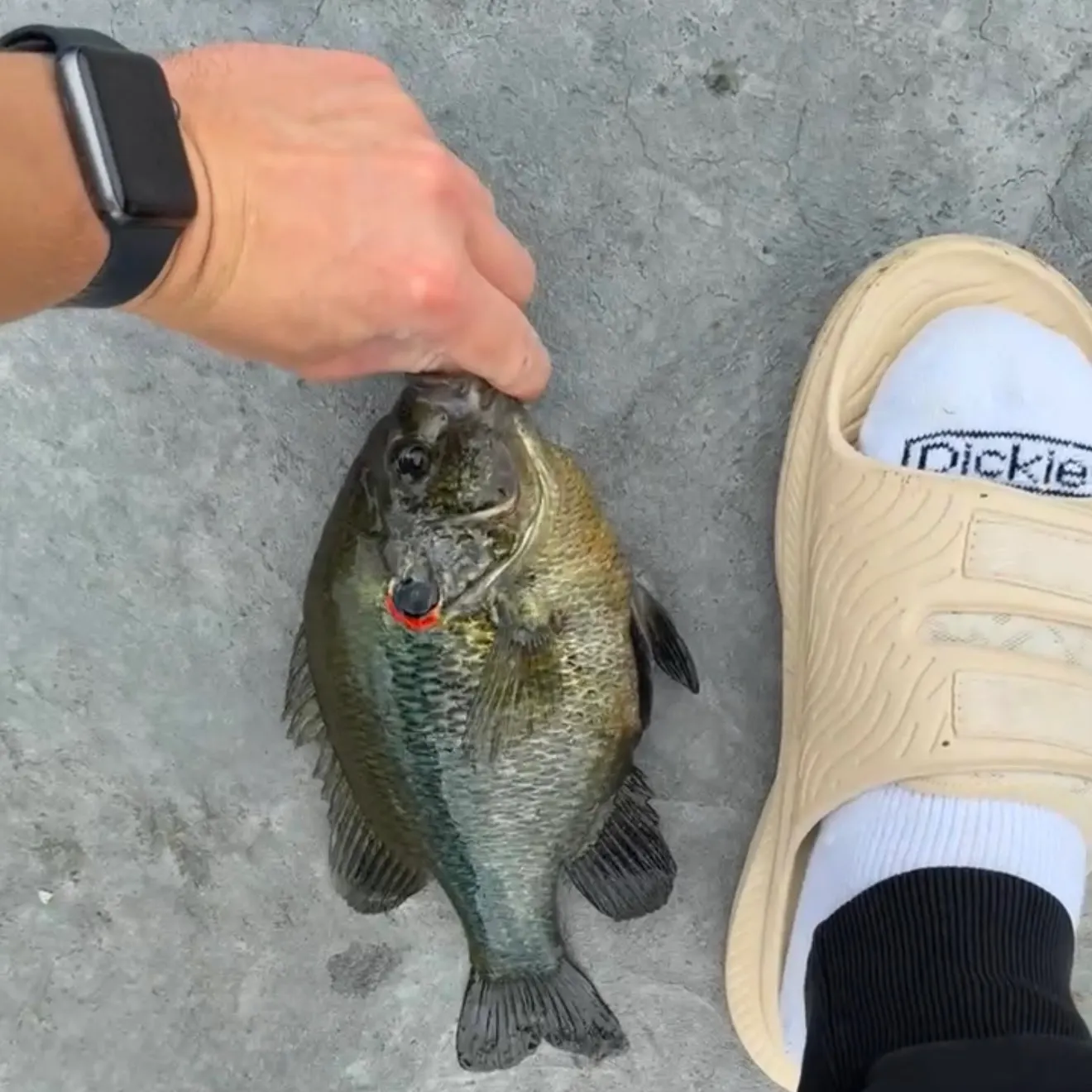 Redear sunfish caught on Fishbrain