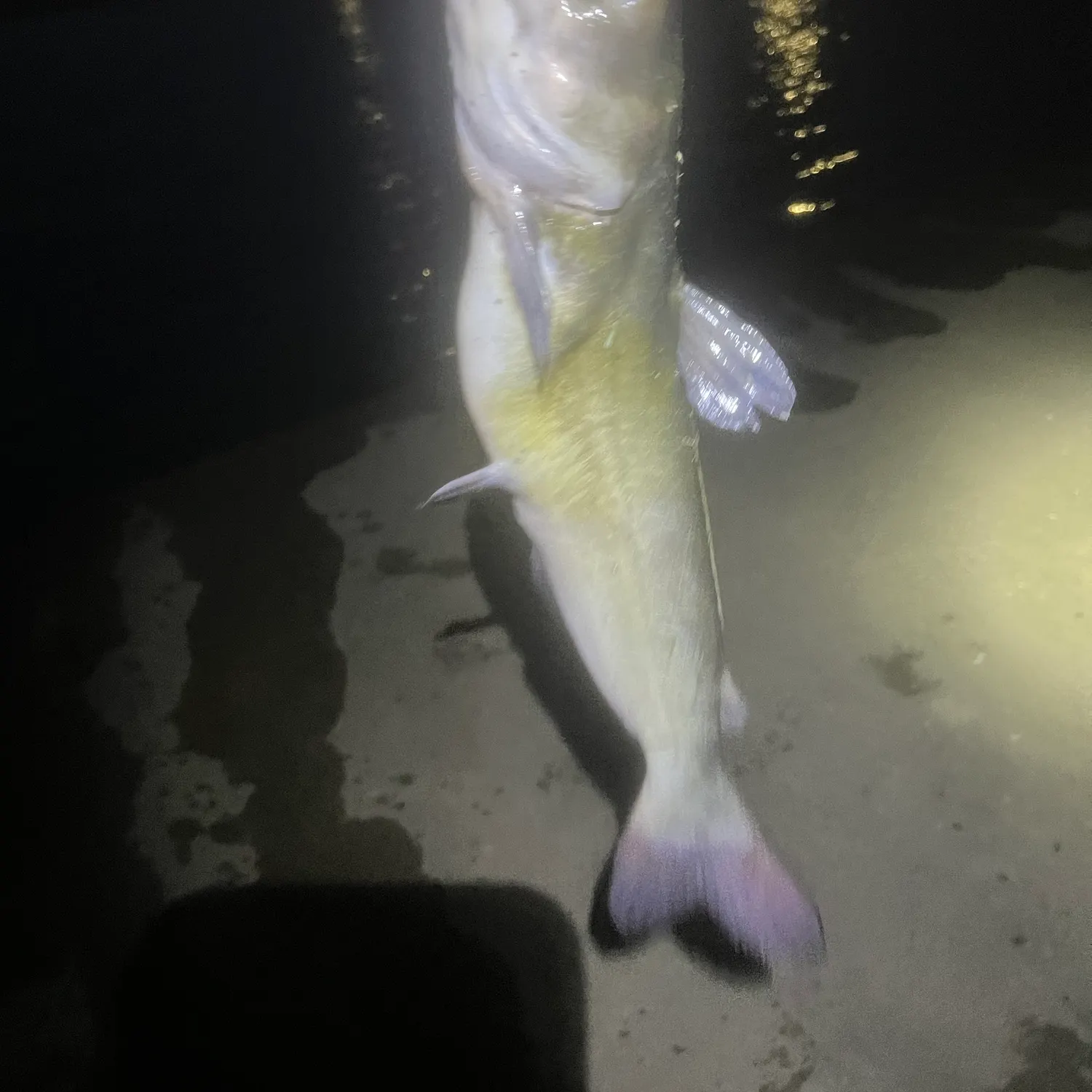Channel catfish caught on Fishbrain