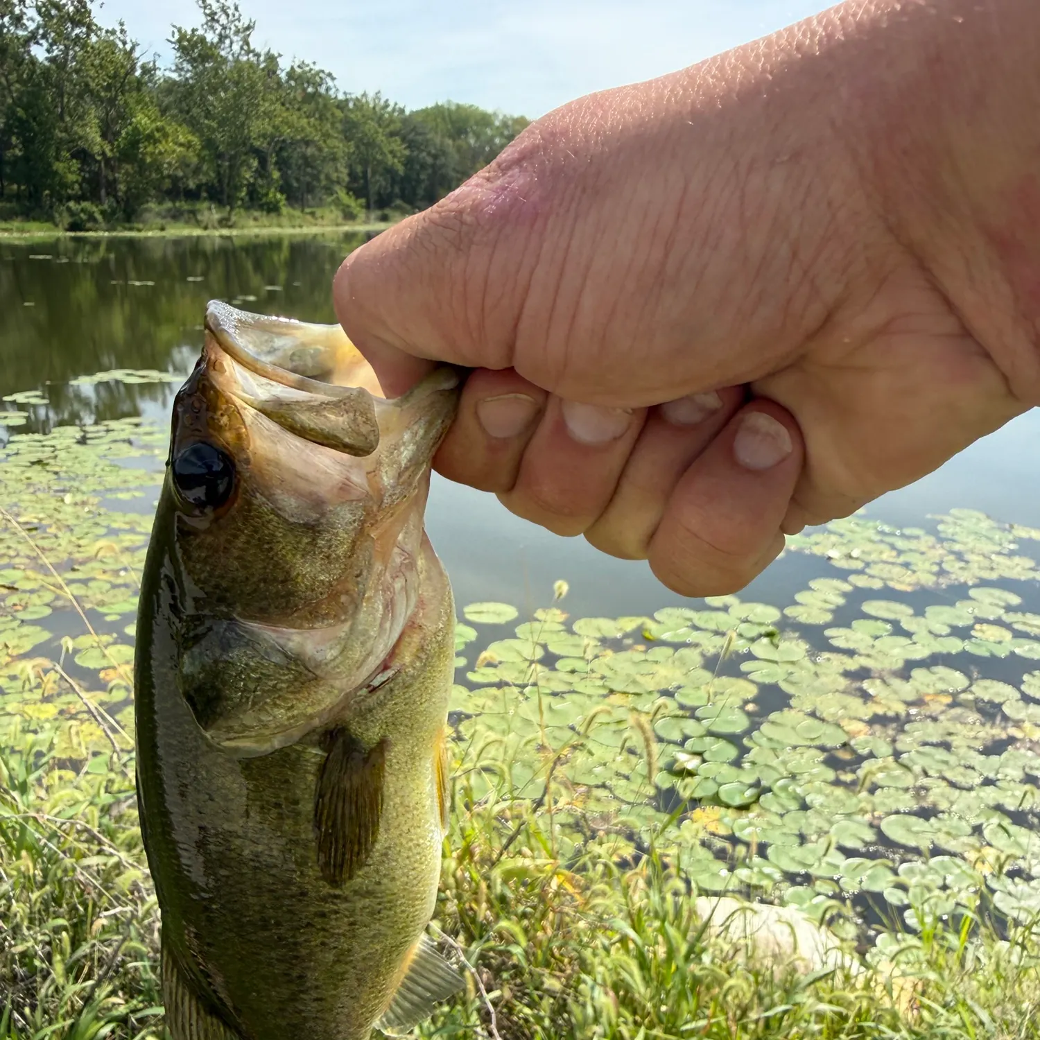 Largemouth bass caught on Fishbrain