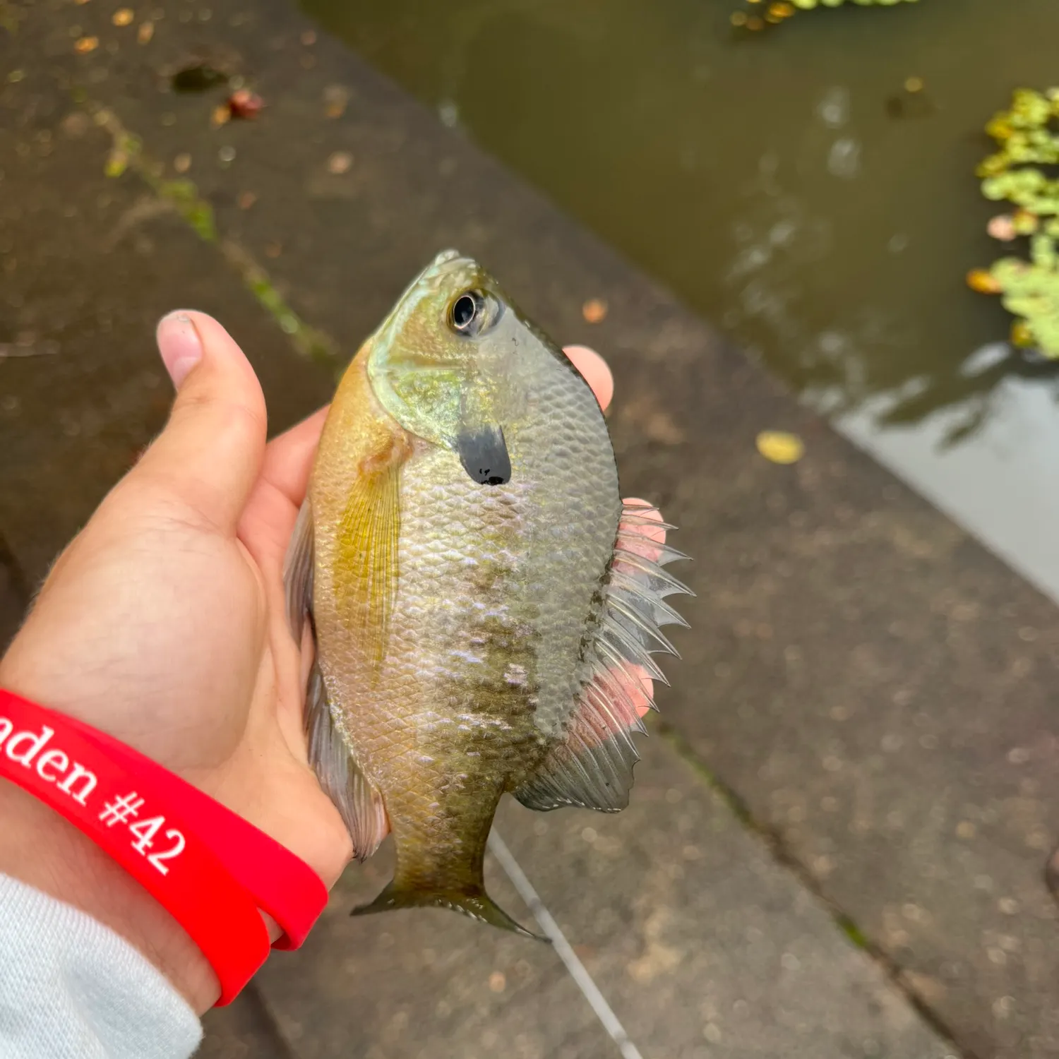 Bluegill caught on Fishbrain