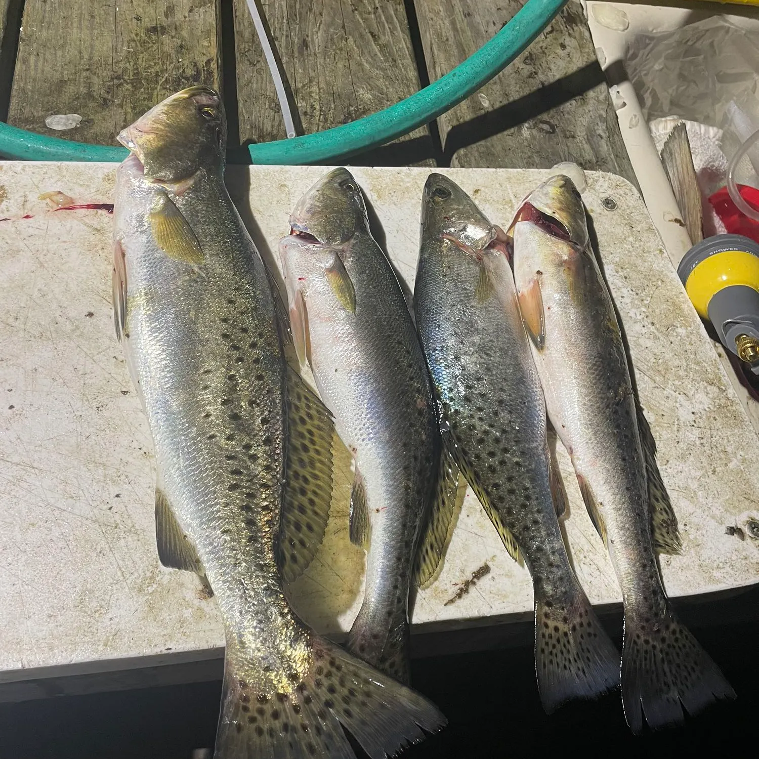 recently logged catches