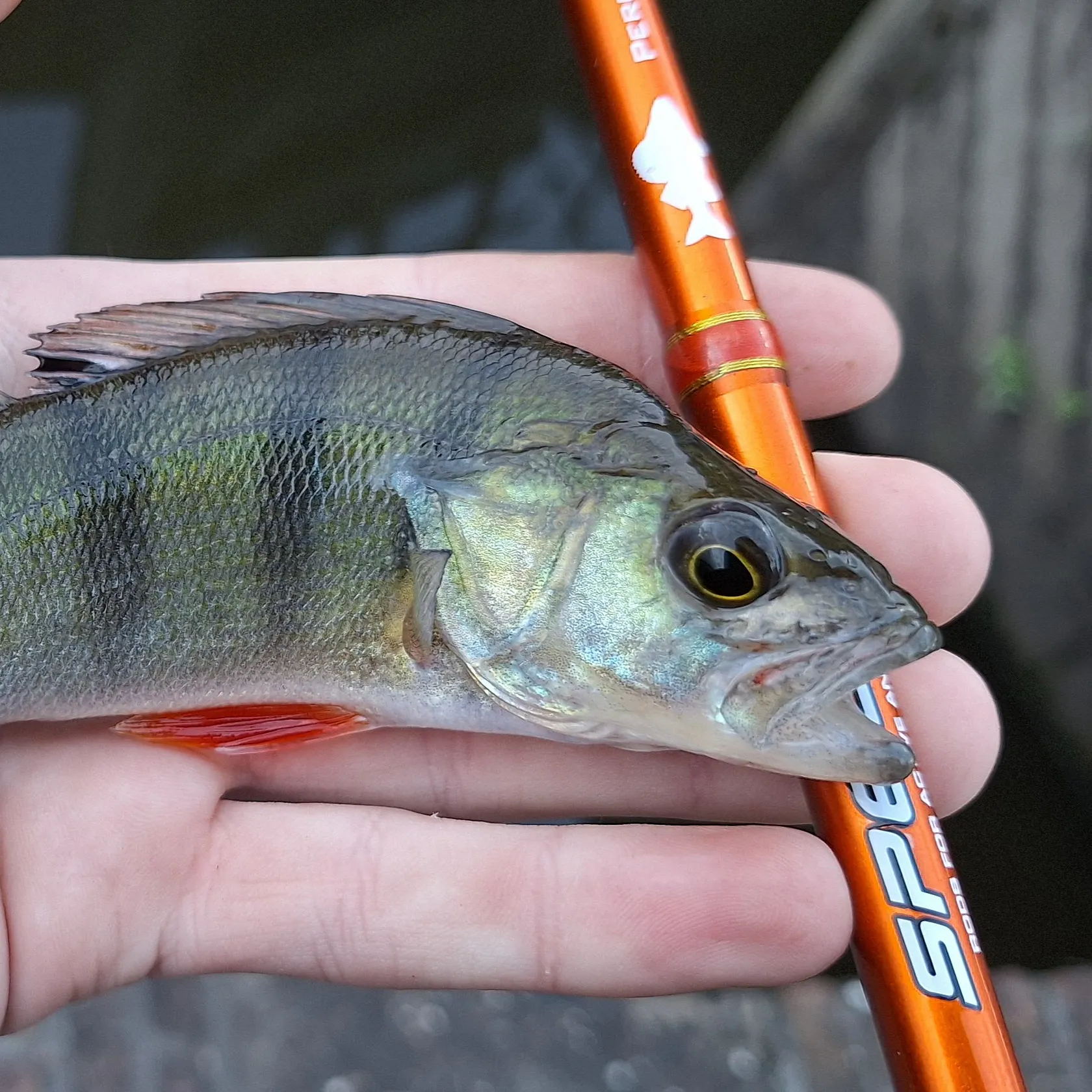 European perch caught on Fishbrain
