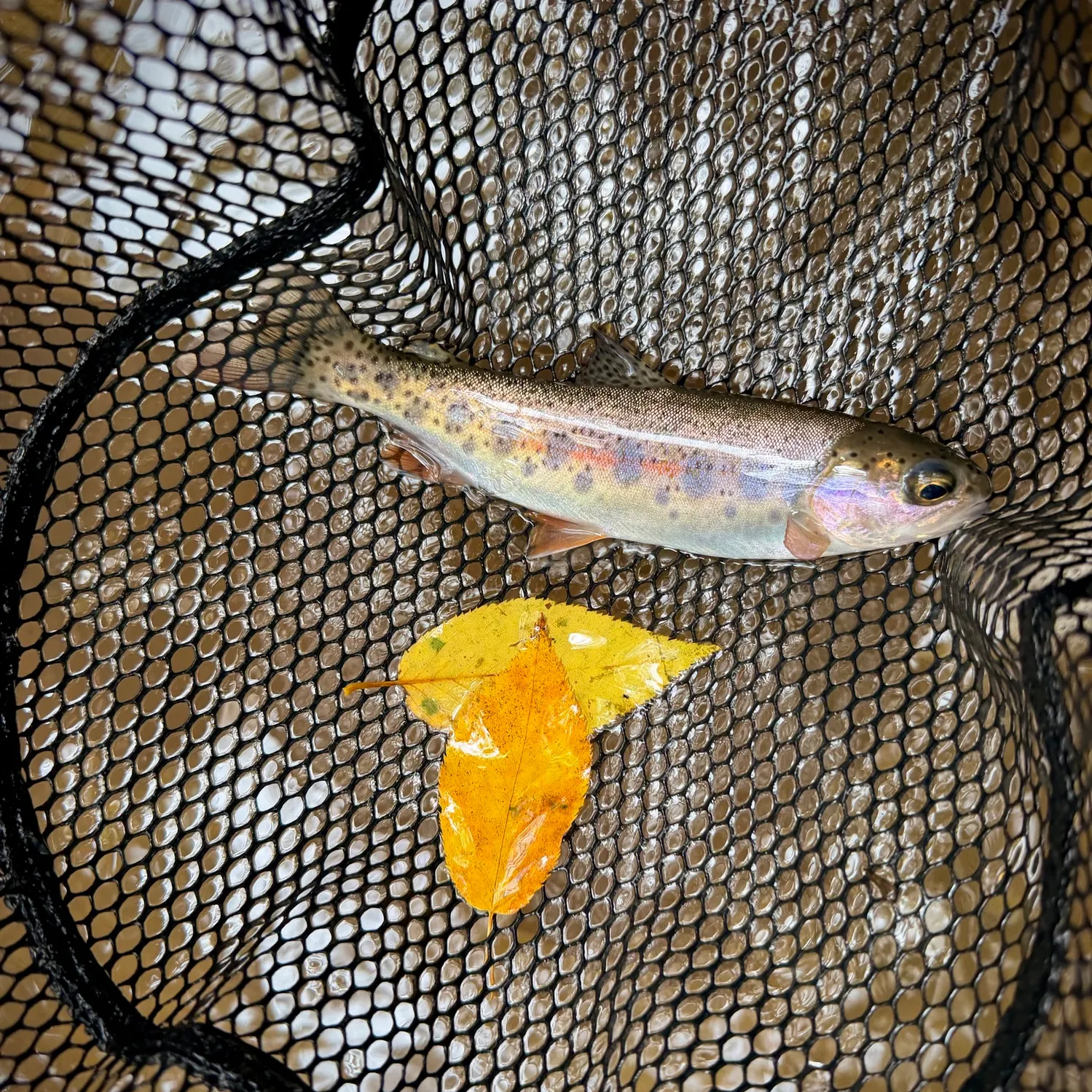 Rainbow trout caught on Fishbrain