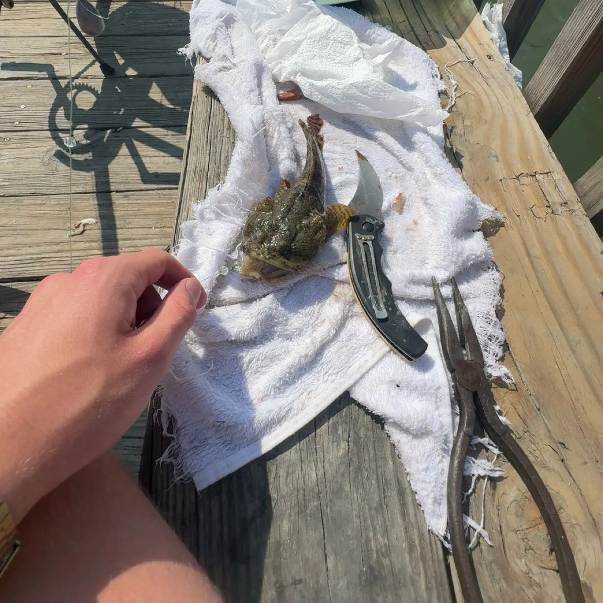 The most recent Boulenger's toadfish catches on Fishbrain
