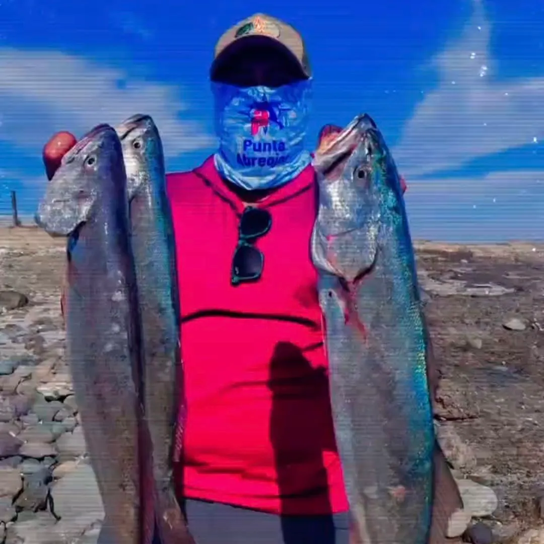 The most recent Shortfin corvina catches on Fishbrain