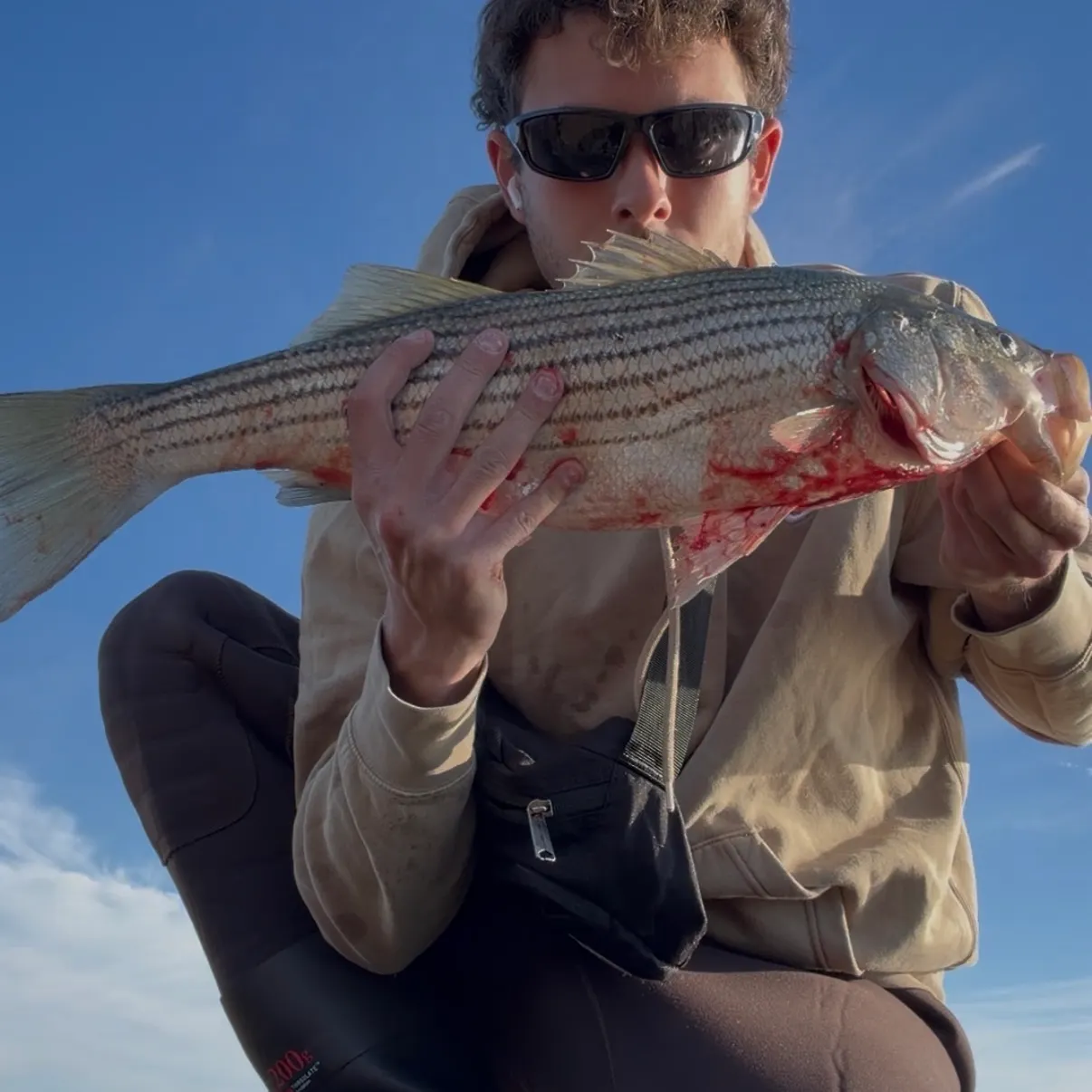 Striped bass caught on Fishbrain