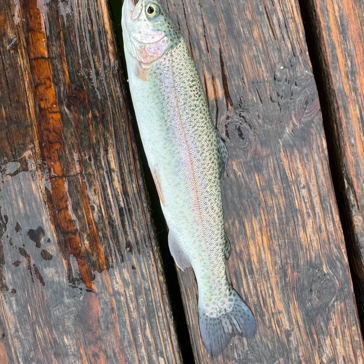 Rainbow trout caught on Fishbrain