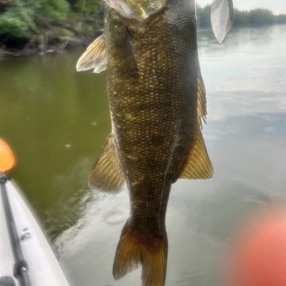 Smallmouth bass caught on Fishbrain