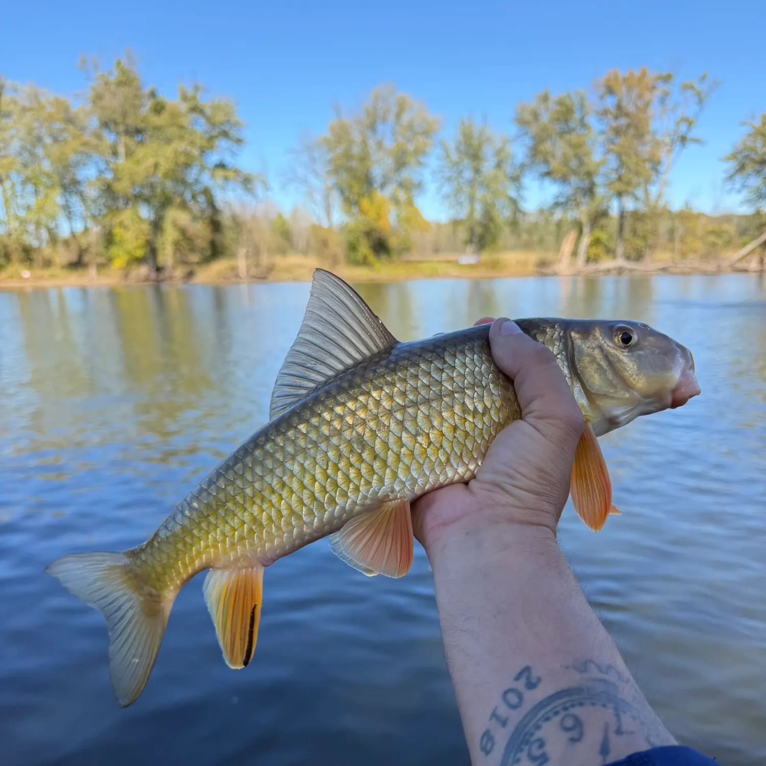 The most recent Golden redhorse catches on Fishbrain