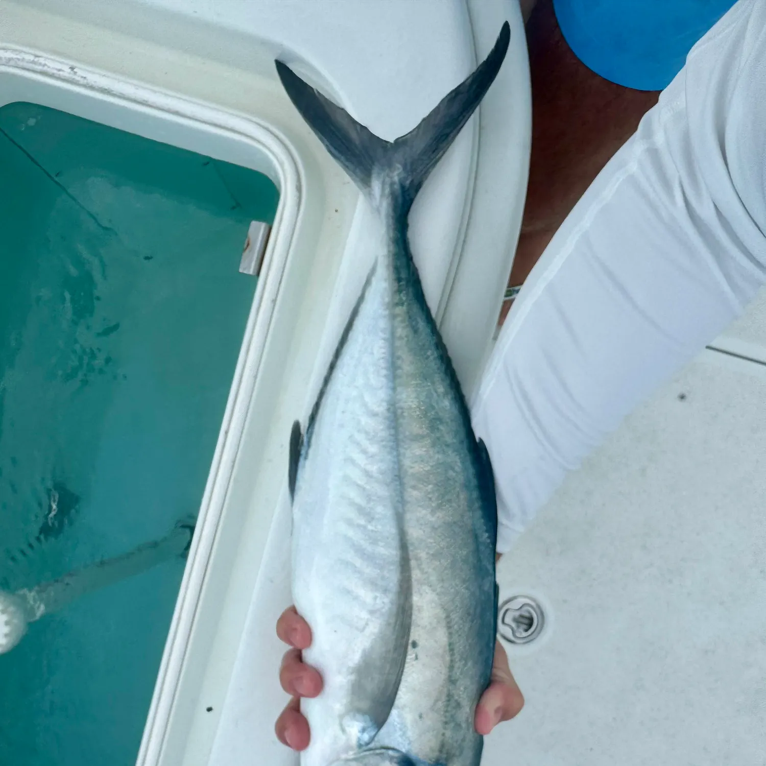 The most recent Blue runner catches on Fishbrain