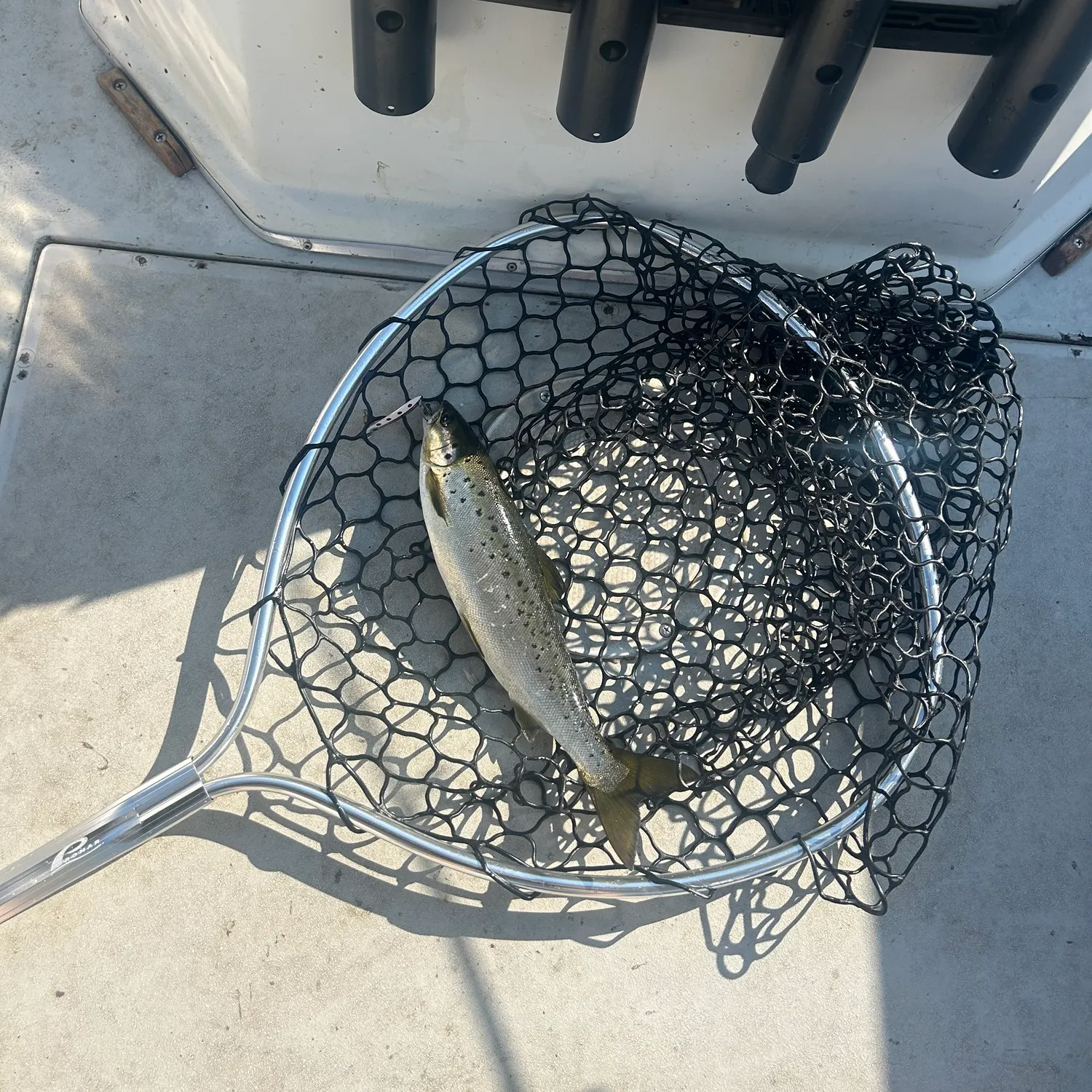 The most recent Landlocked atlantic salmon catches on Fishbrain