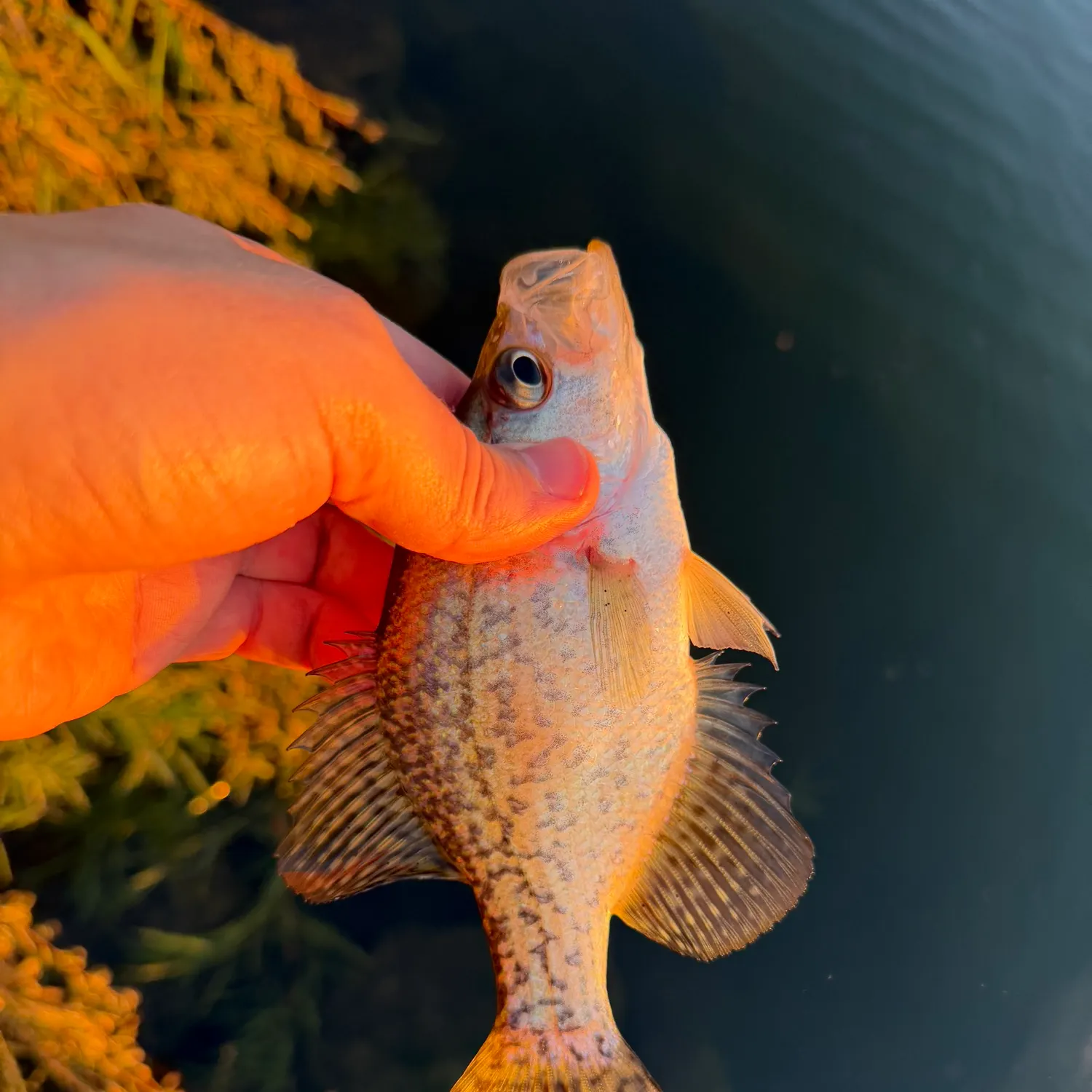 Black crappie caught on Fishbrain