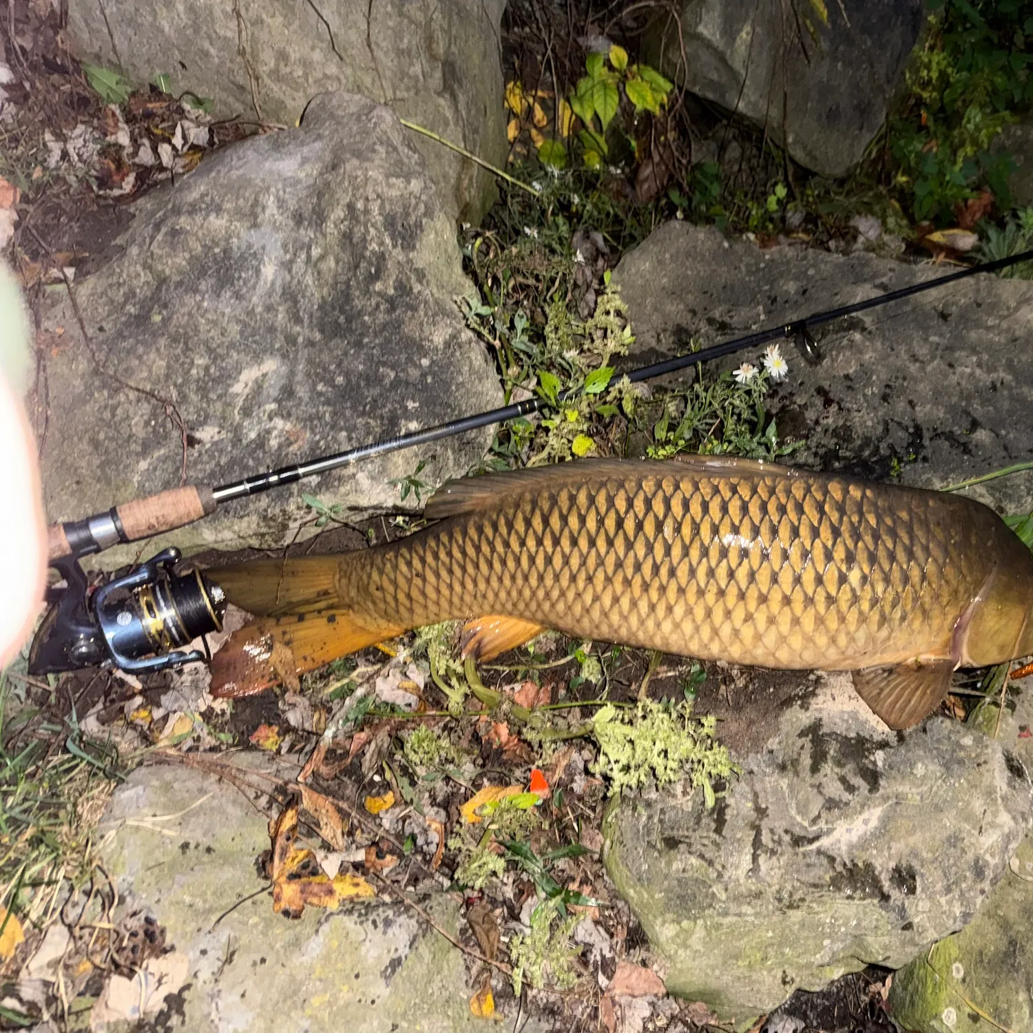 Common carp caught on Fishbrain