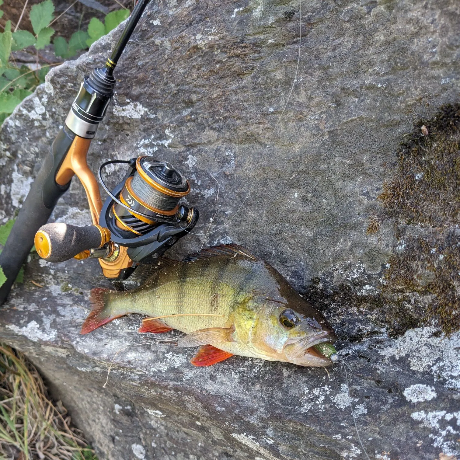 European perch caught on Fishbrain