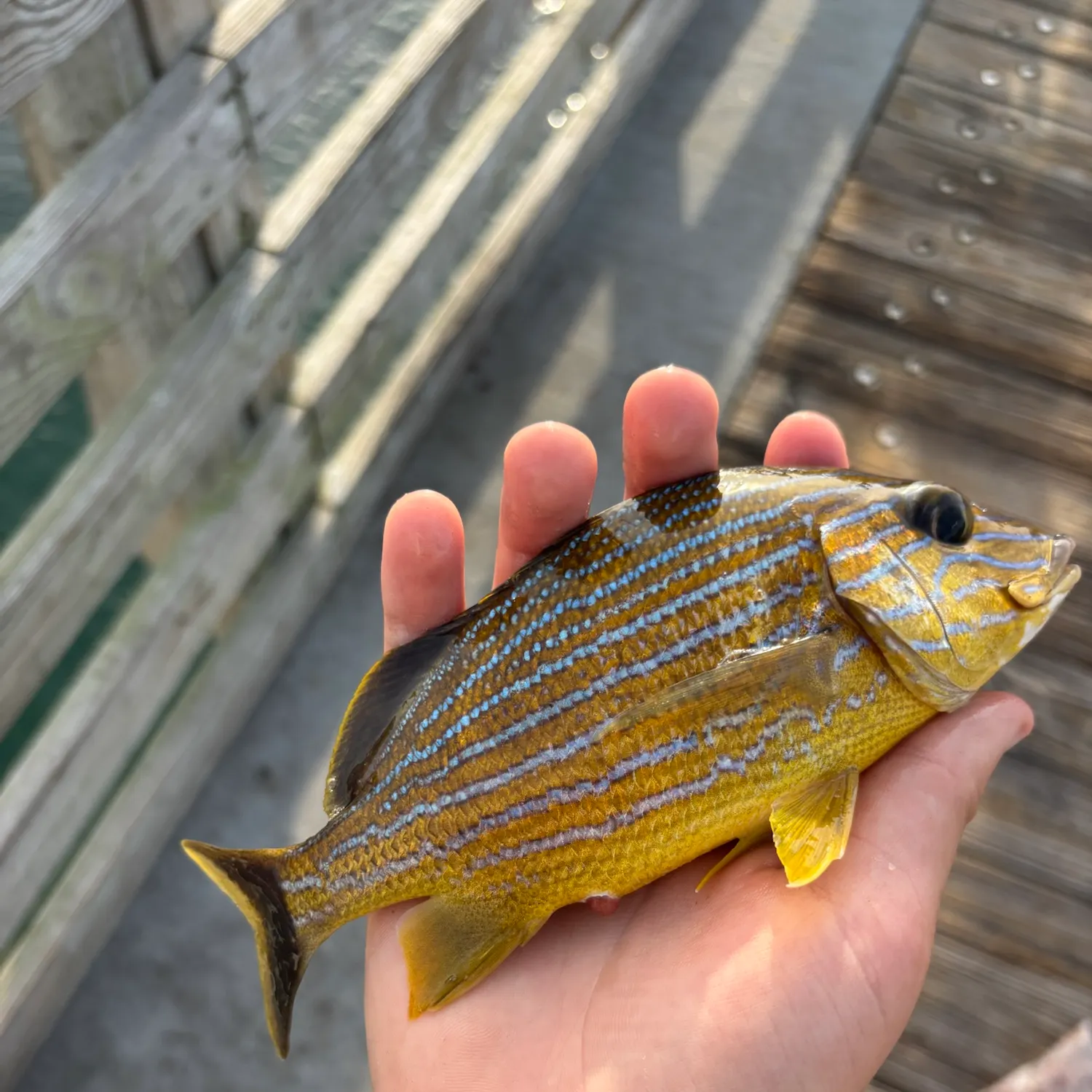 The most recent French grunt catches on Fishbrain