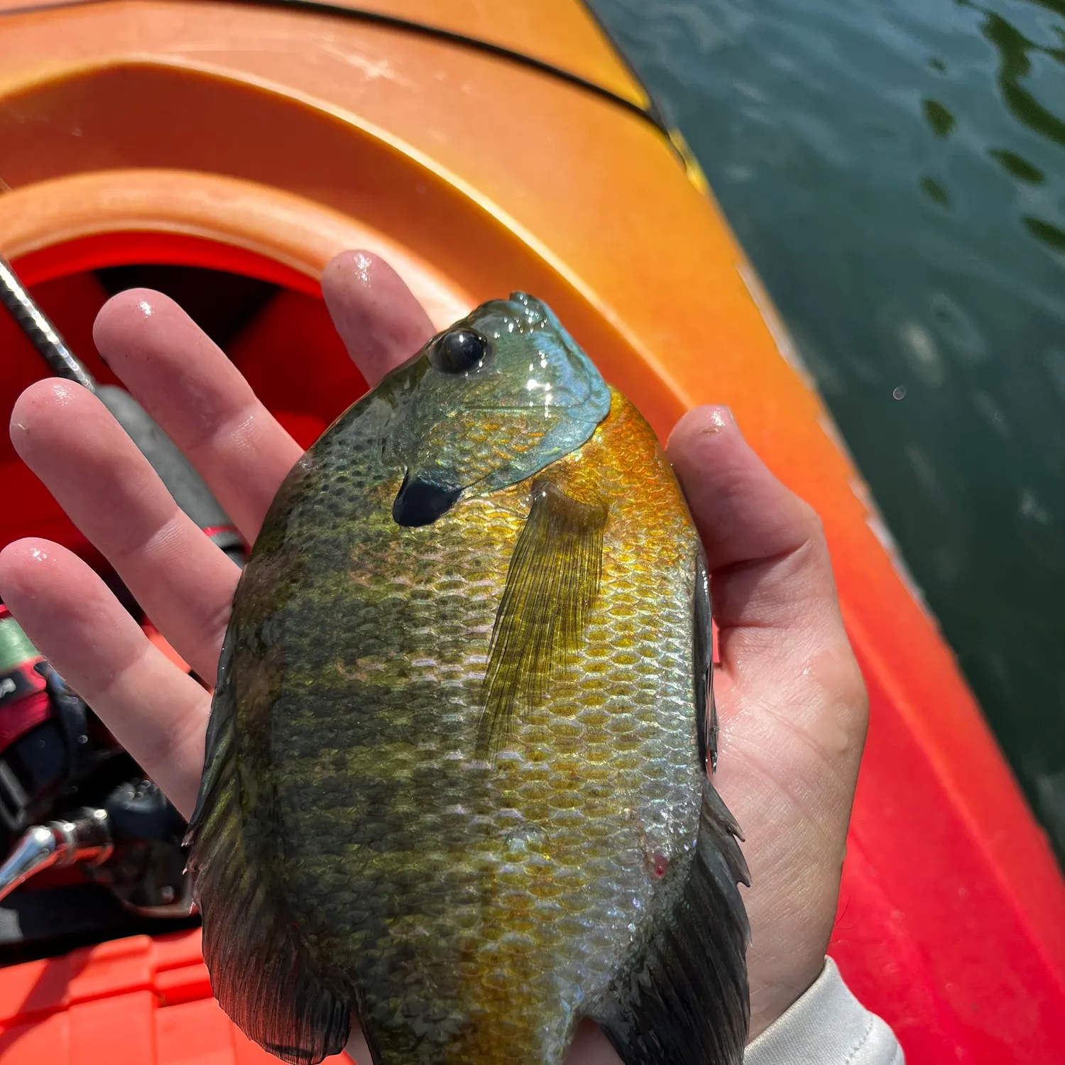 Bluegill caught on Fishbrain