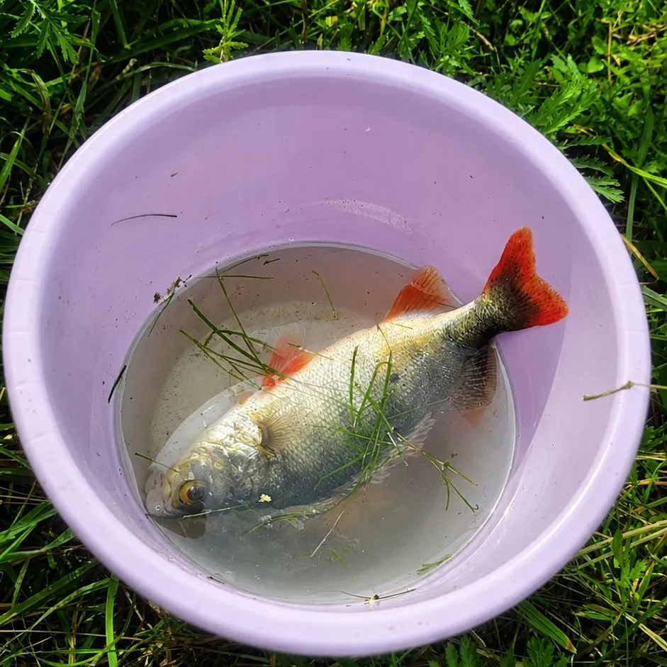European perch caught on Fishbrain