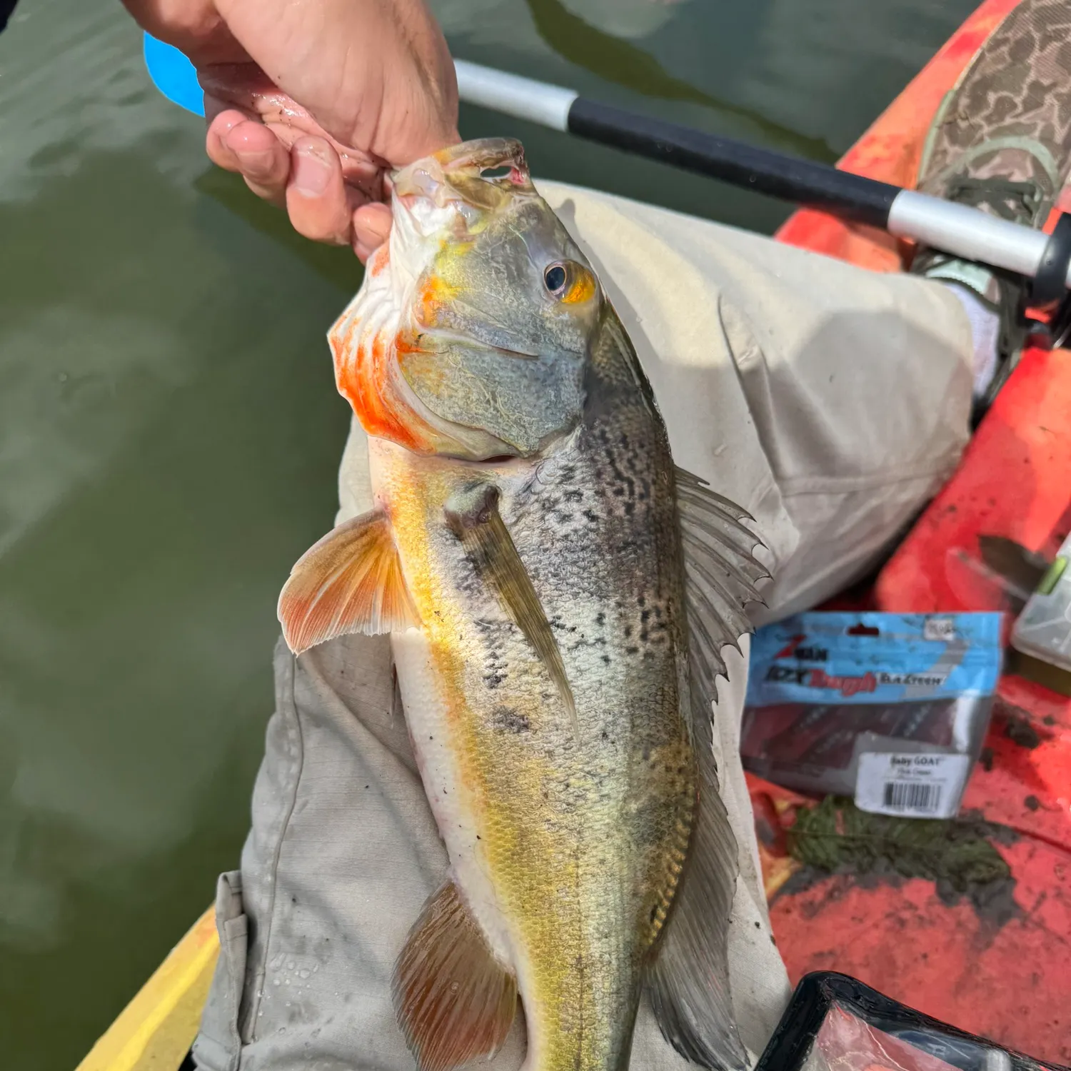 The most recent Butterfly peacock bass catches on Fishbrain