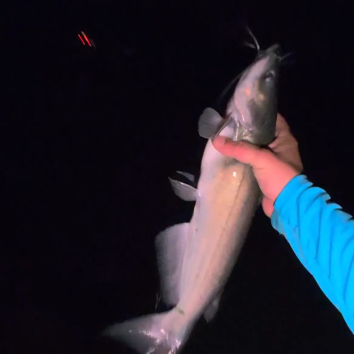 Channel catfish caught on Fishbrain