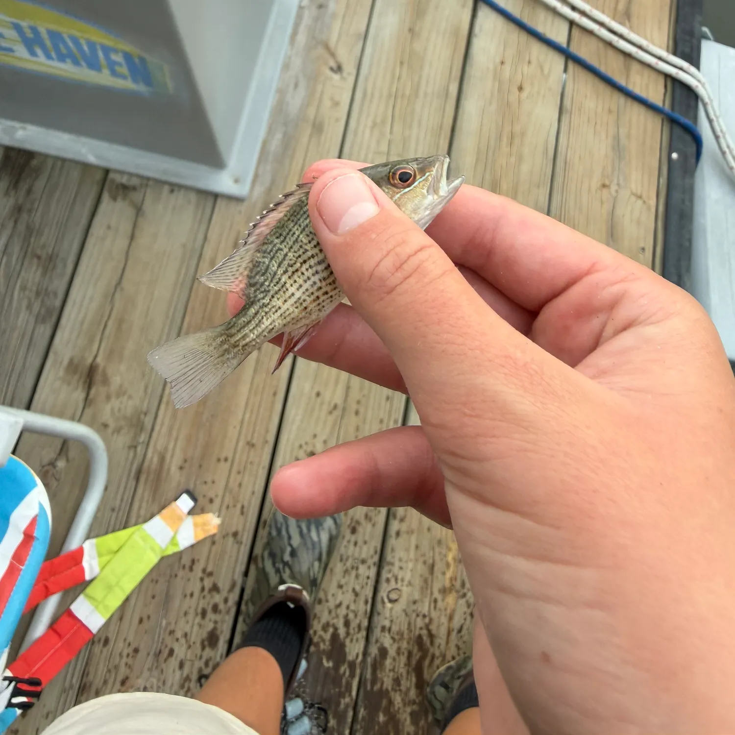 Mangrove snapper caught on Fishbrain