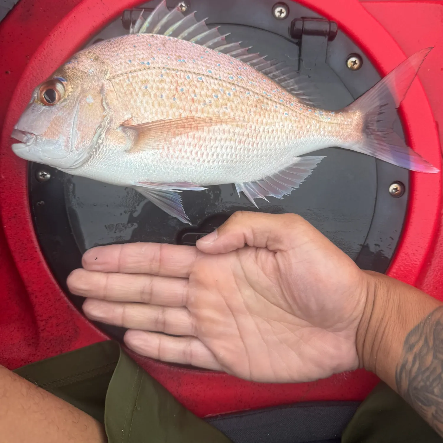 recently logged catches