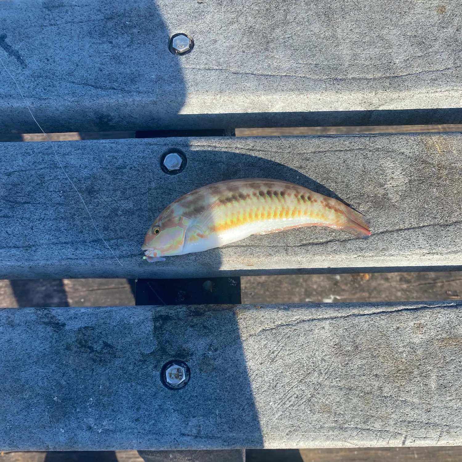 The most recent Sand perch catches on Fishbrain