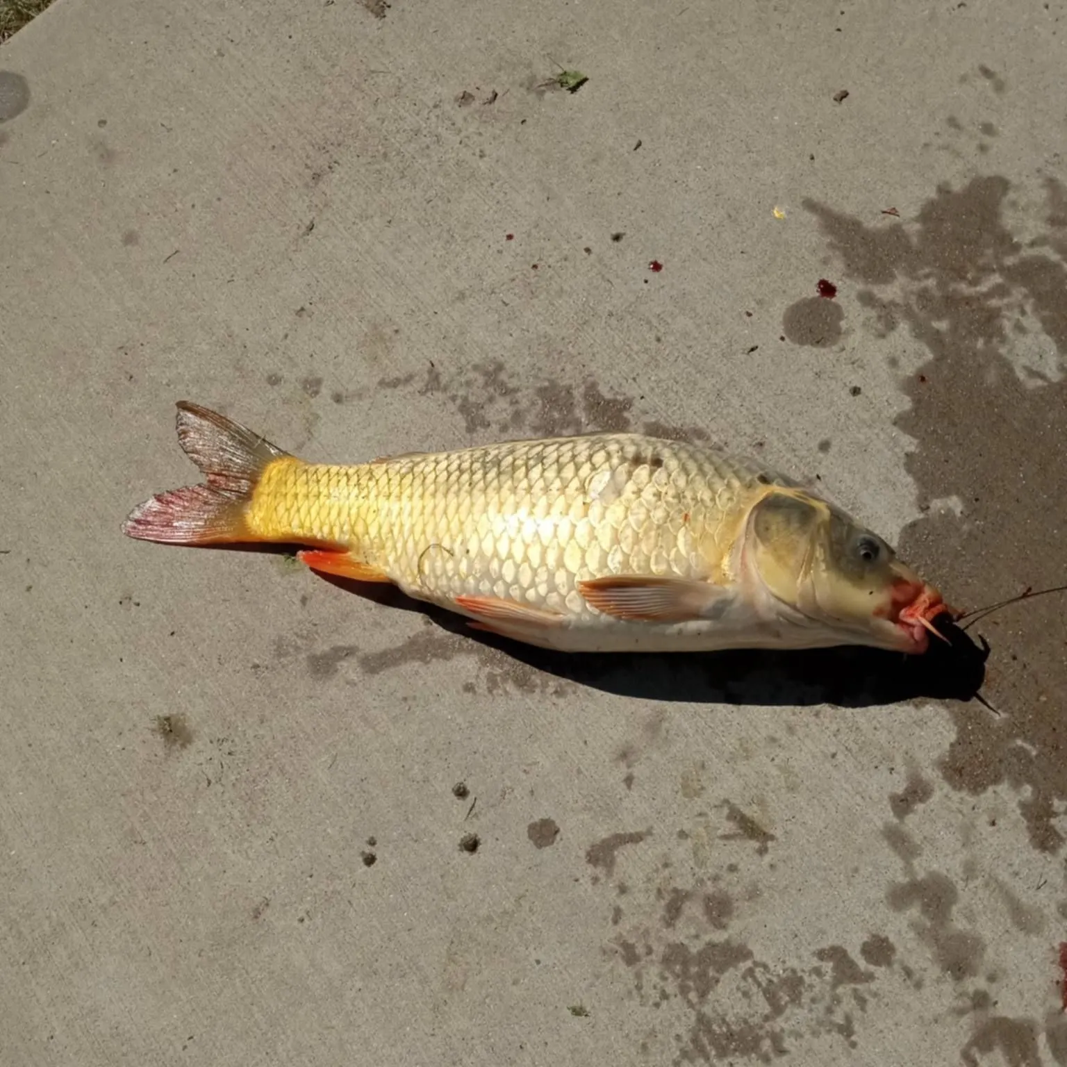 The most recent Koi x common carp catches on Fishbrain