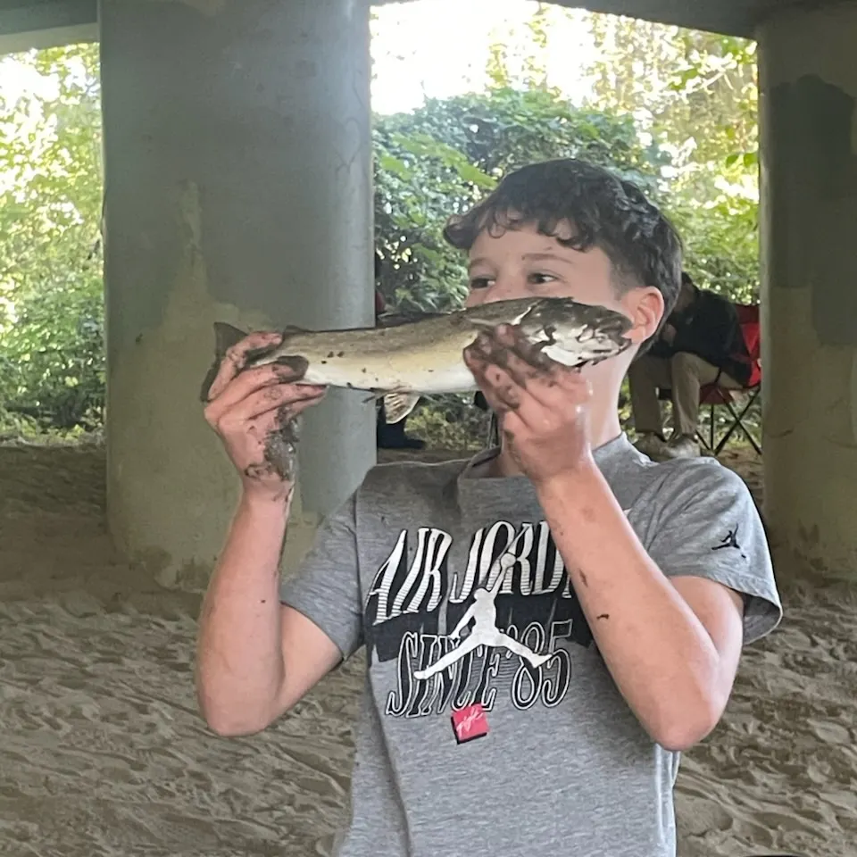 The most recent Dolly varden catches on Fishbrain