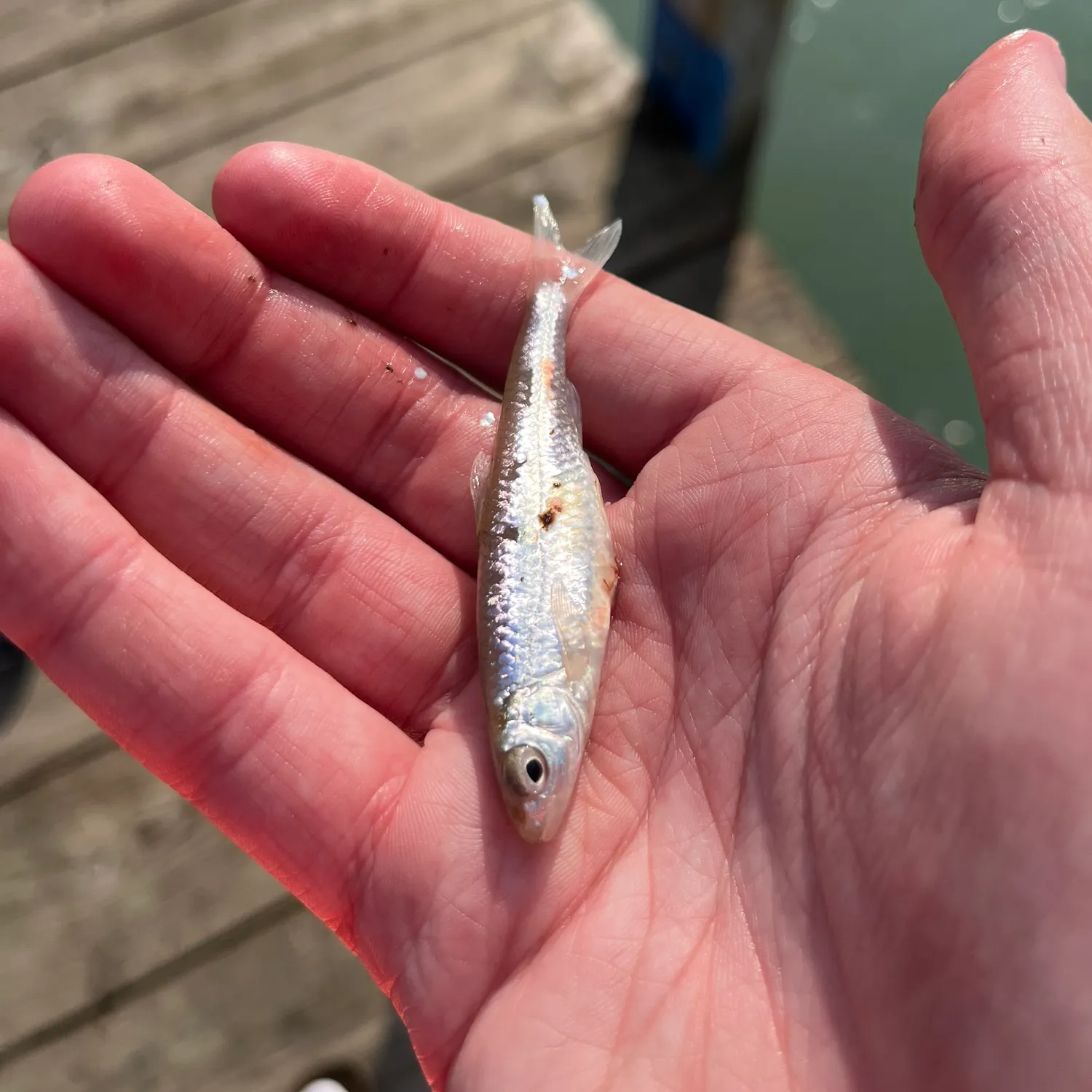 The most recent Emerald shiner catches on Fishbrain