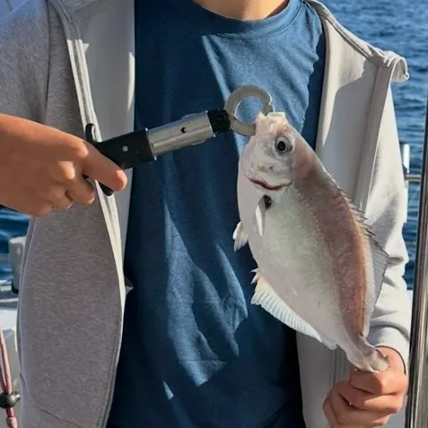 Silver sweep caught on Fishbrain