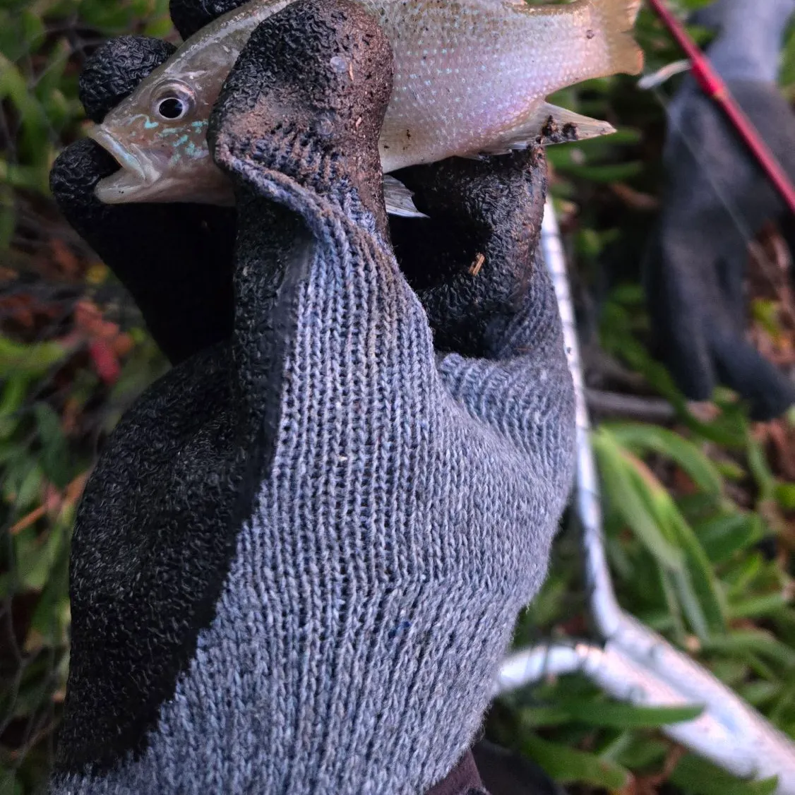 Green sunfish caught on Fishbrain