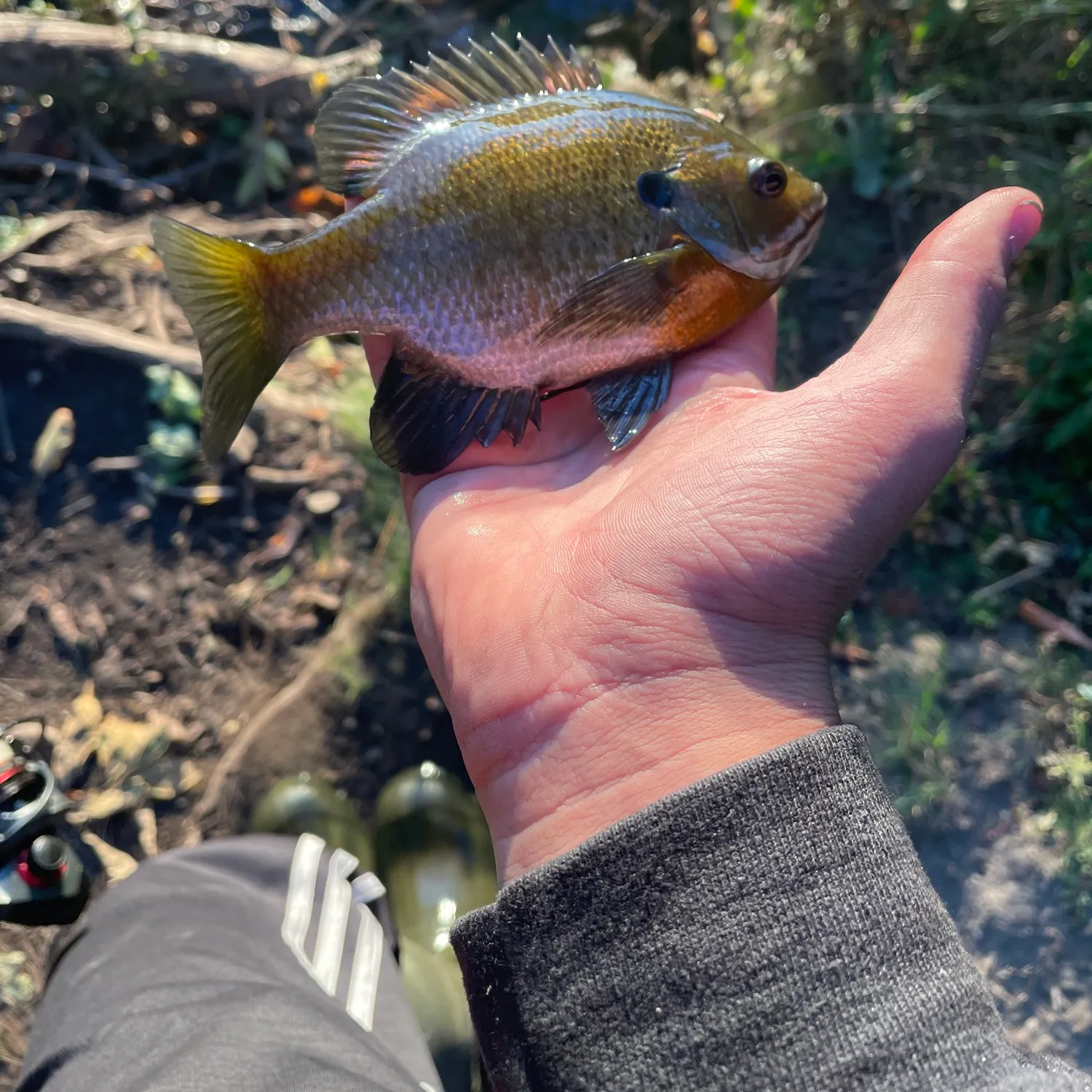 Bluegill caught on Fishbrain