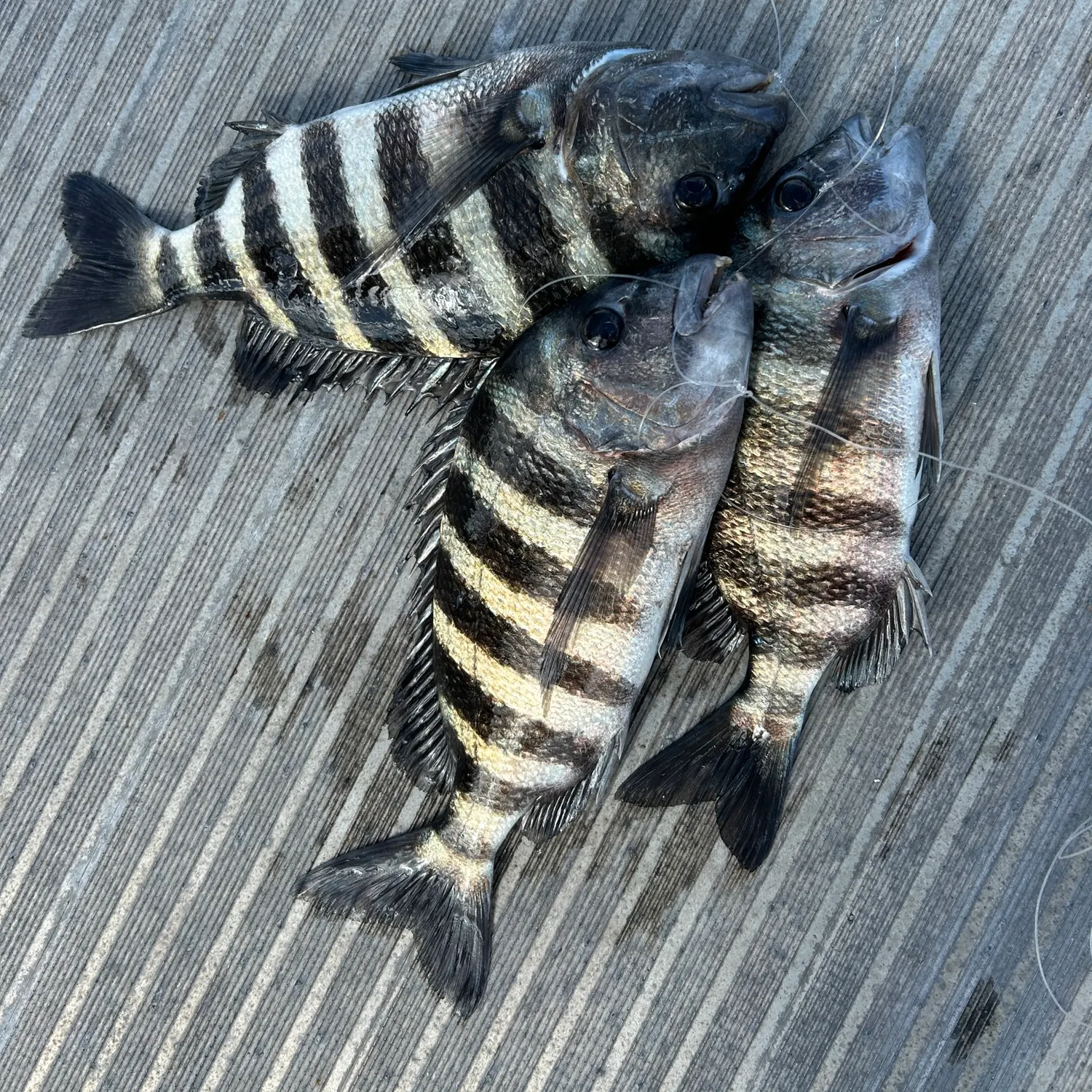 recently logged catches