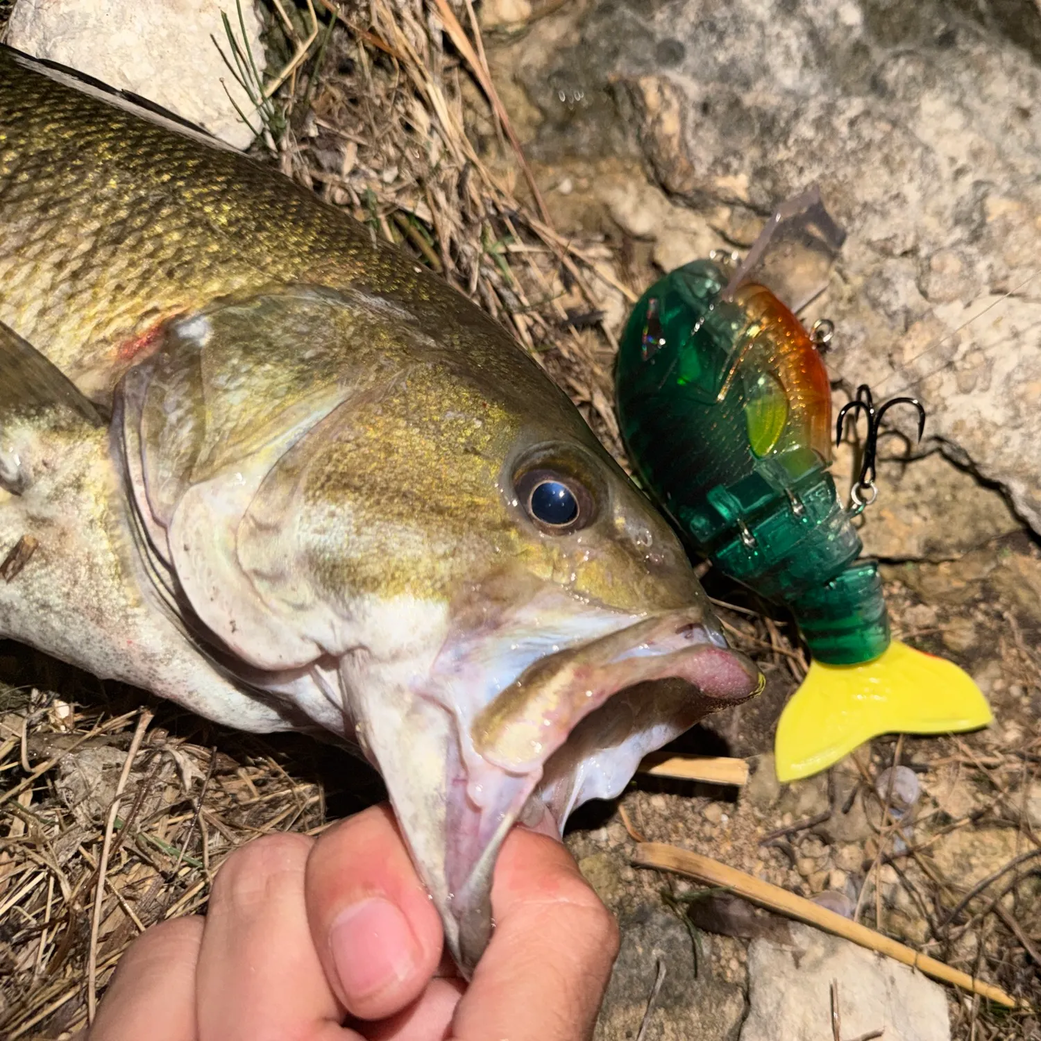 Guadalupe bass caught on Fishbrain
