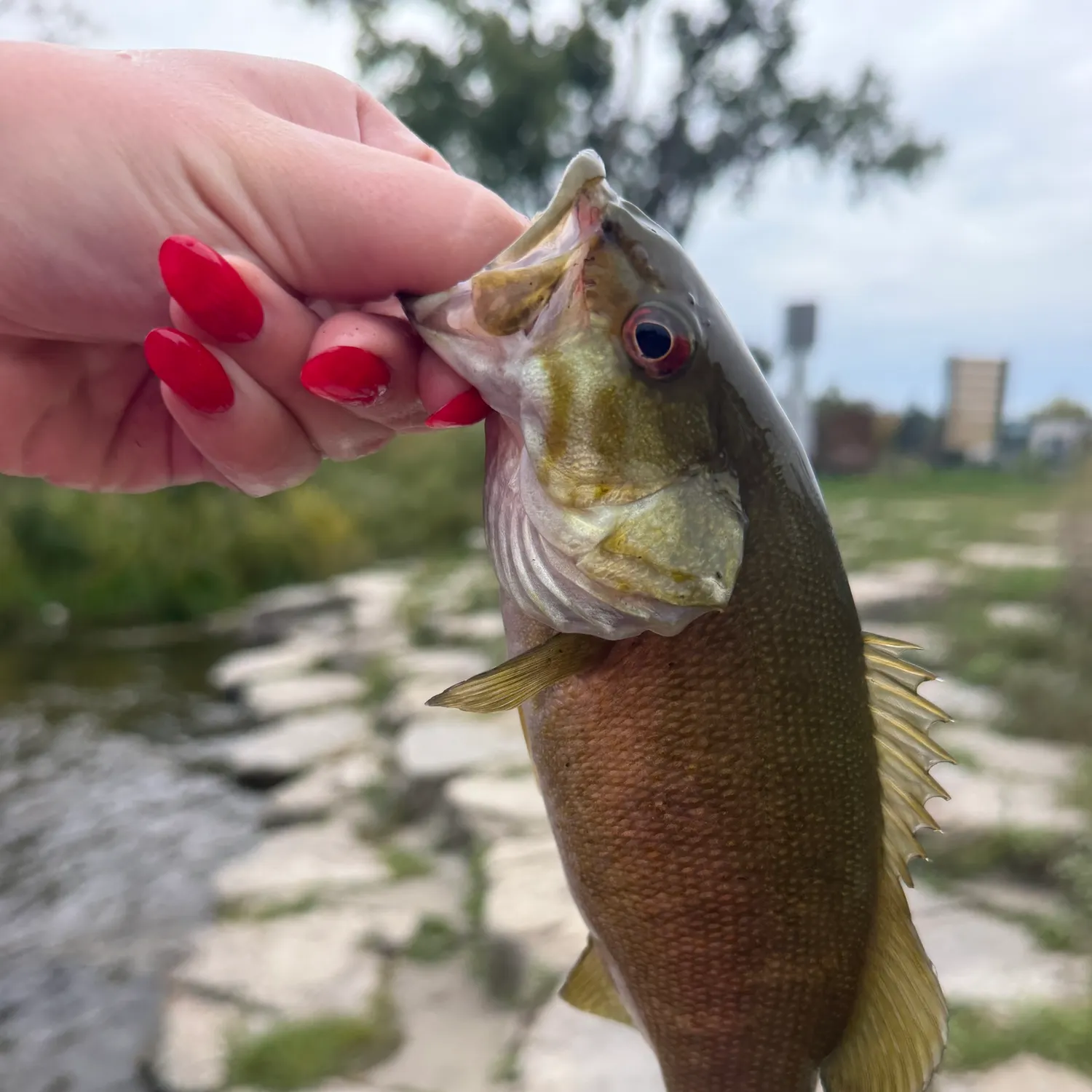 Smallmouth bass caught on Fishbrain